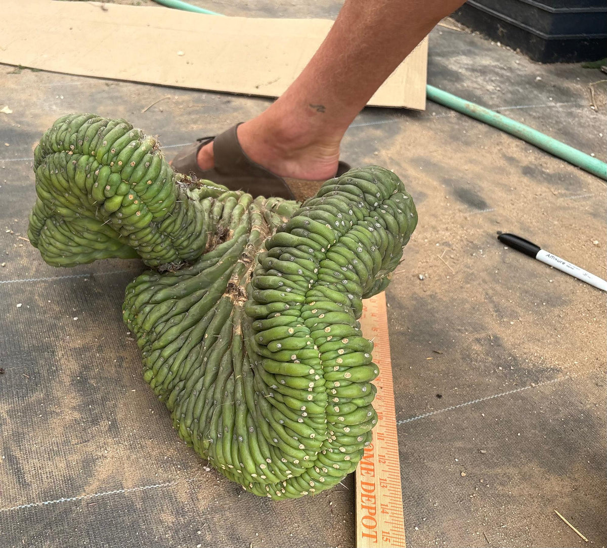 #EC126 EXACT Trichocereus GIANT Pachanoi Crested San Pedro Cactus Cuttings-Cactus - Big-The Succulent Source