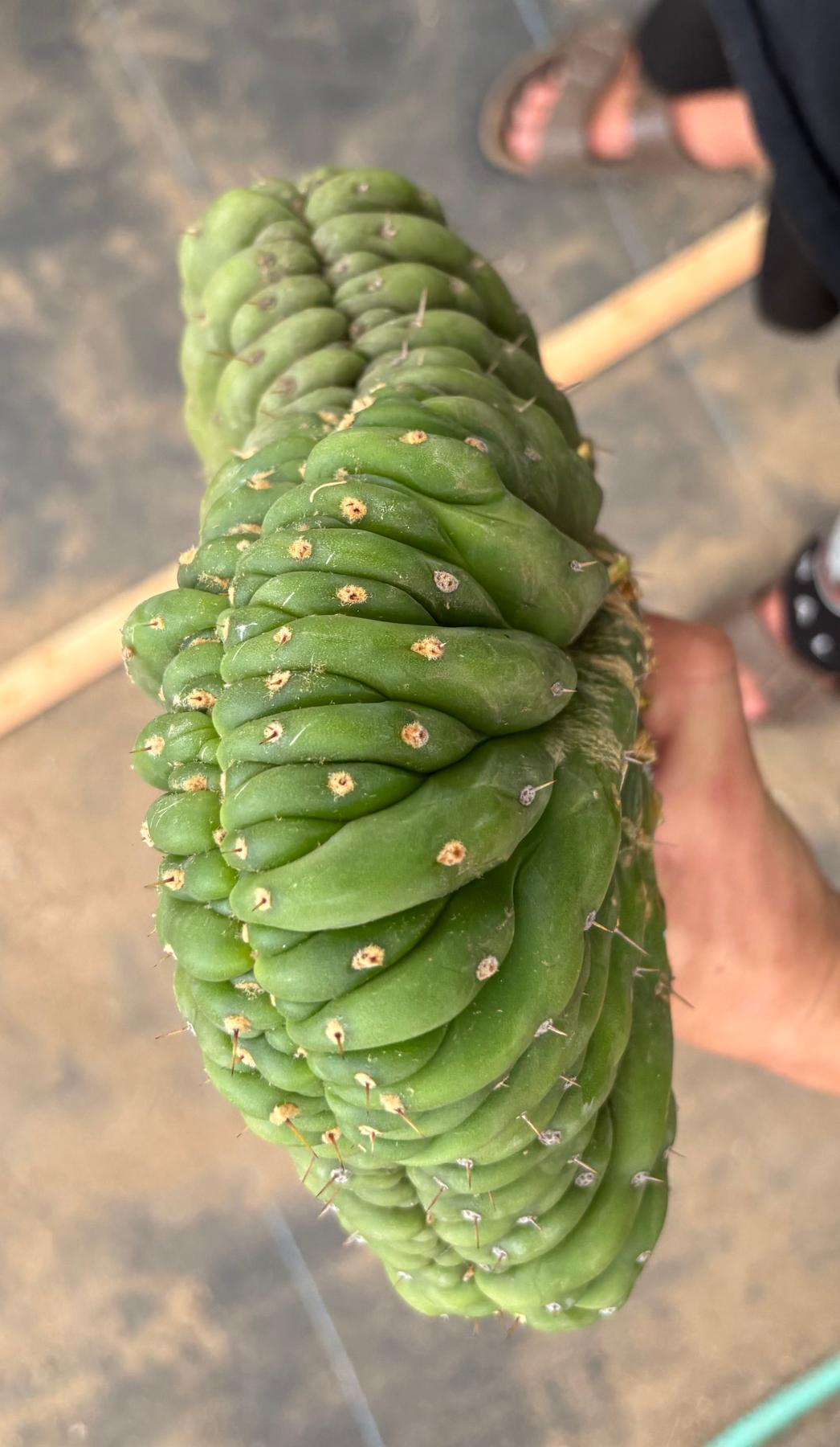 #EC126 EXACT Trichocereus GIANT Pachanoi Crested San Pedro Cactus Cuttings-Cactus - Big-The Succulent Source