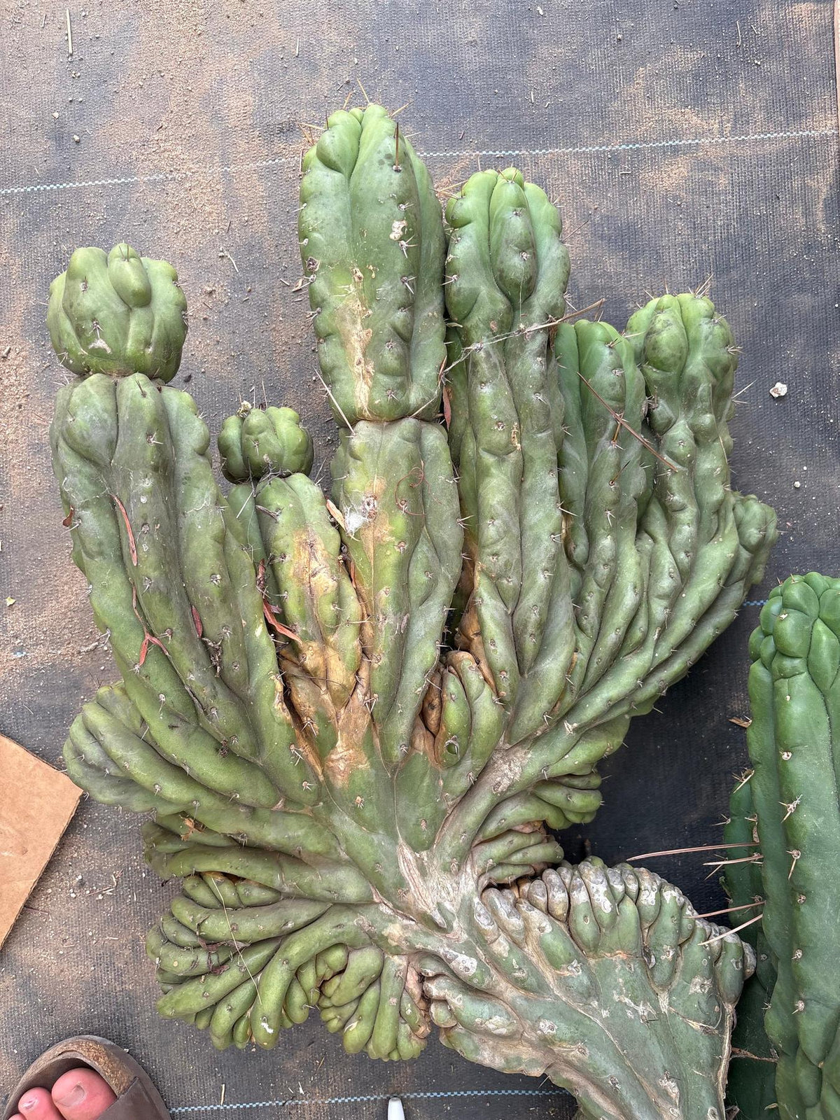 #EC126 EXACT Trichocereus GIANT Pachanoi Crested San Pedro Cactus Cuttings-Cactus - Big-The Succulent Source