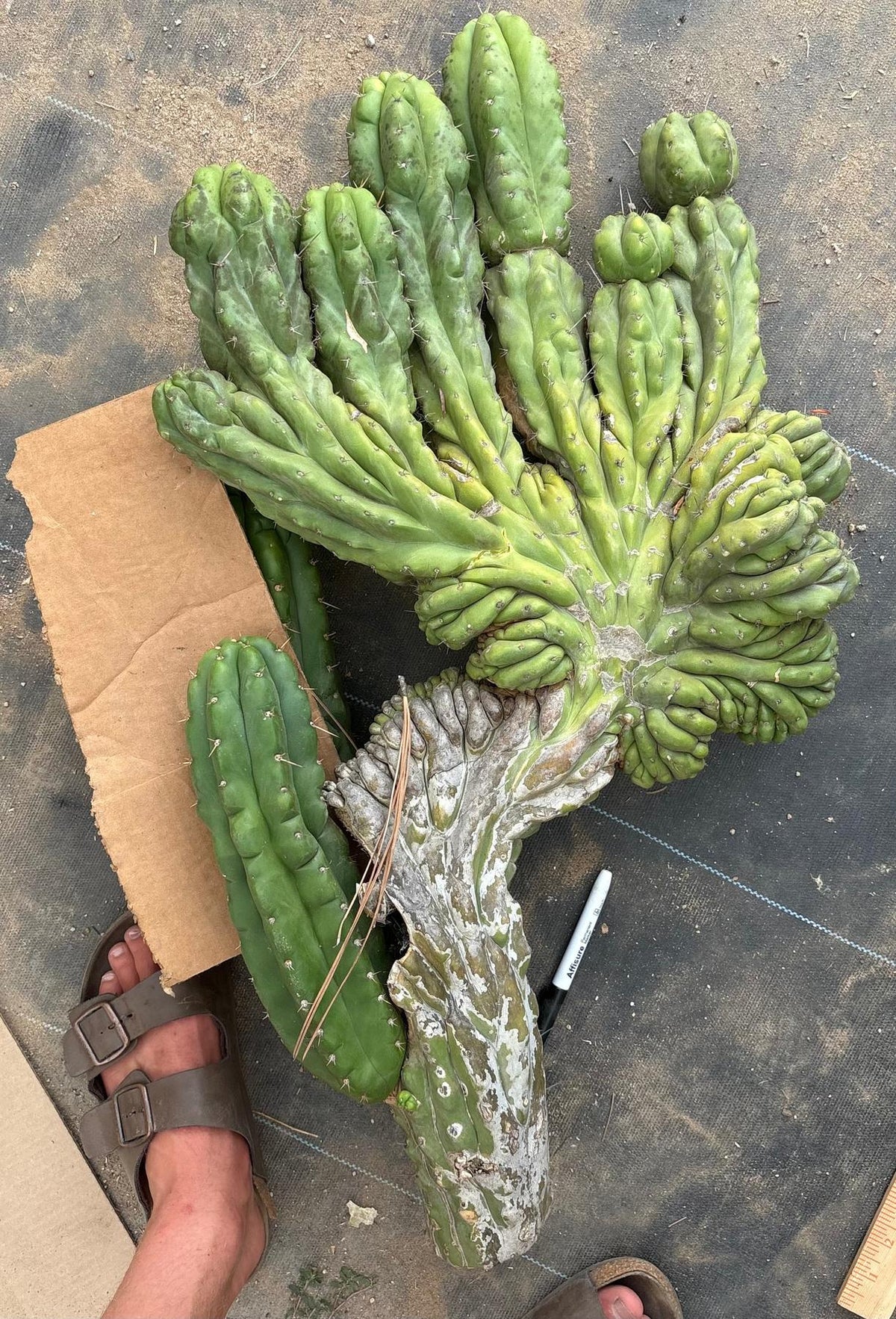 #EC126 EXACT Trichocereus GIANT Pachanoi Crested San Pedro Cactus Cuttings-Cactus - Big-The Succulent Source