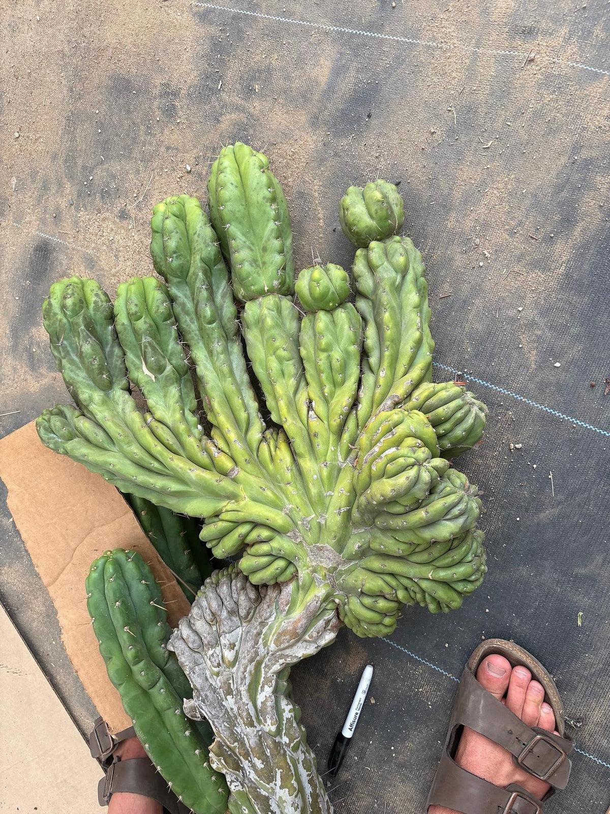 #EC126 EXACT Trichocereus GIANT Pachanoi Crested San Pedro Cactus Cuttings-Cactus - Big-The Succulent Source