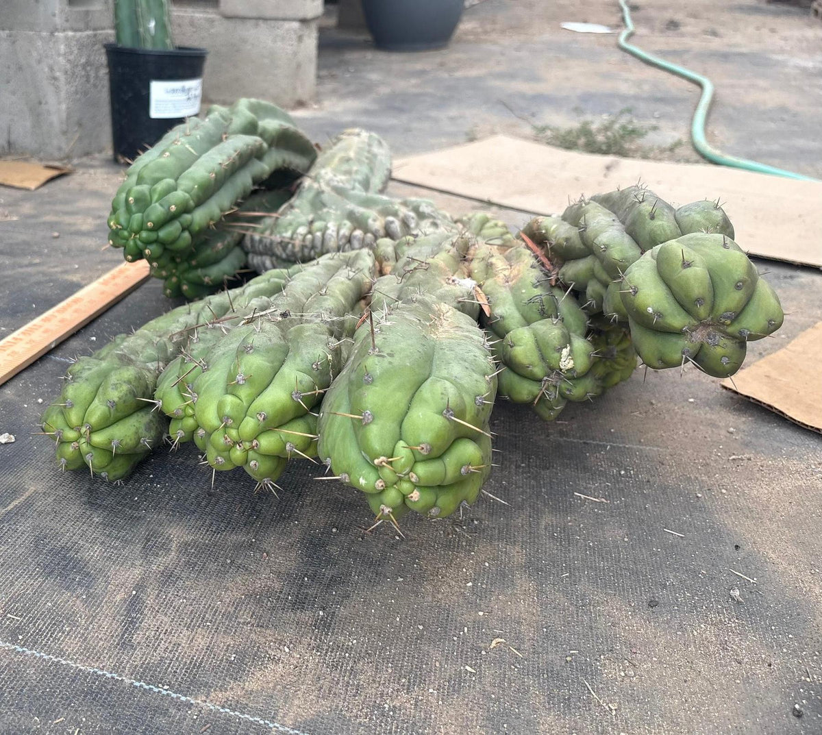 #EC126 EXACT Trichocereus GIANT Pachanoi Crested San Pedro Cactus Cuttings-Cactus - Big-The Succulent Source