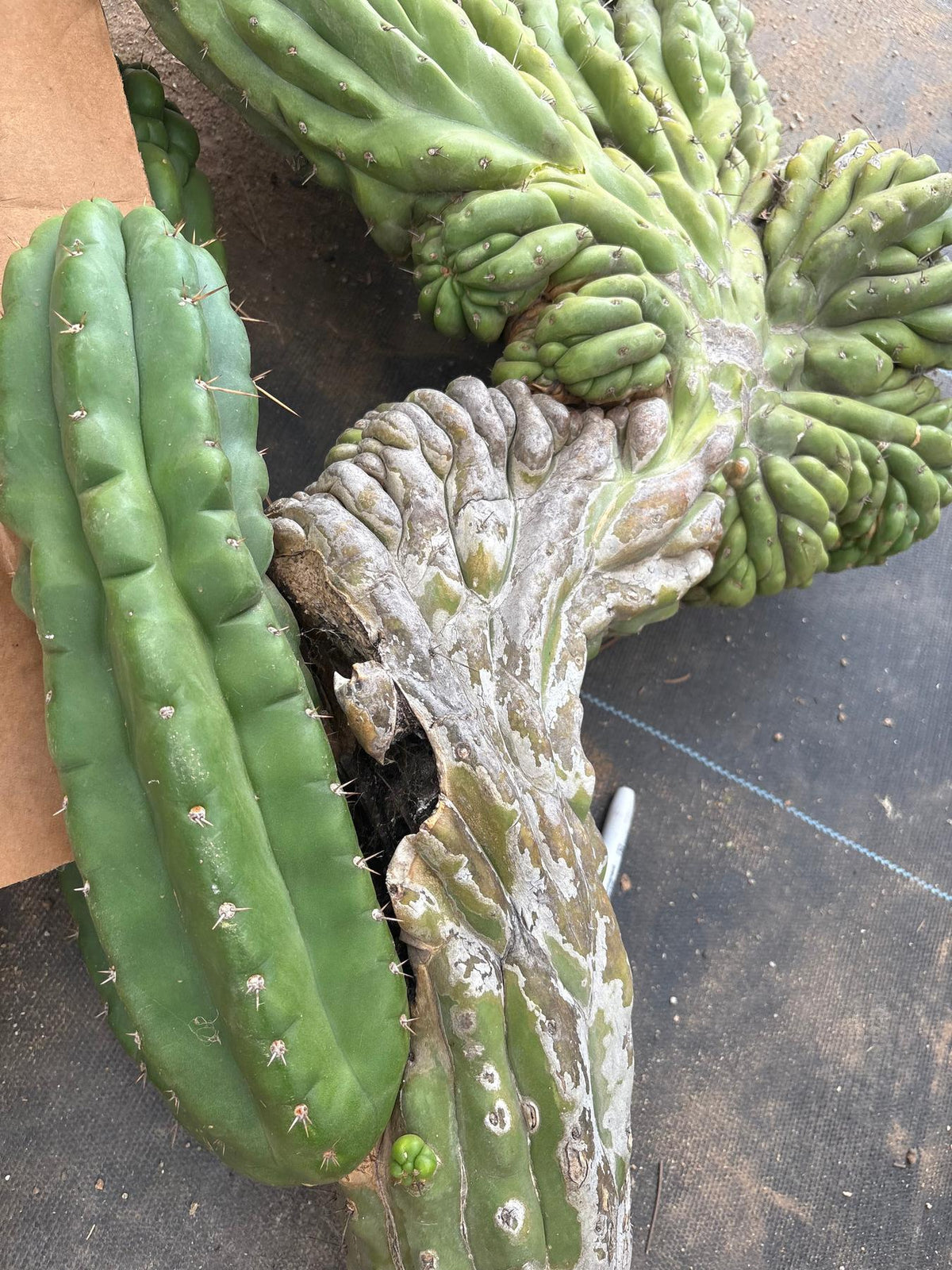 #EC126 EXACT Trichocereus GIANT Pachanoi Crested San Pedro Cactus Cuttings-Cactus - Big-The Succulent Source