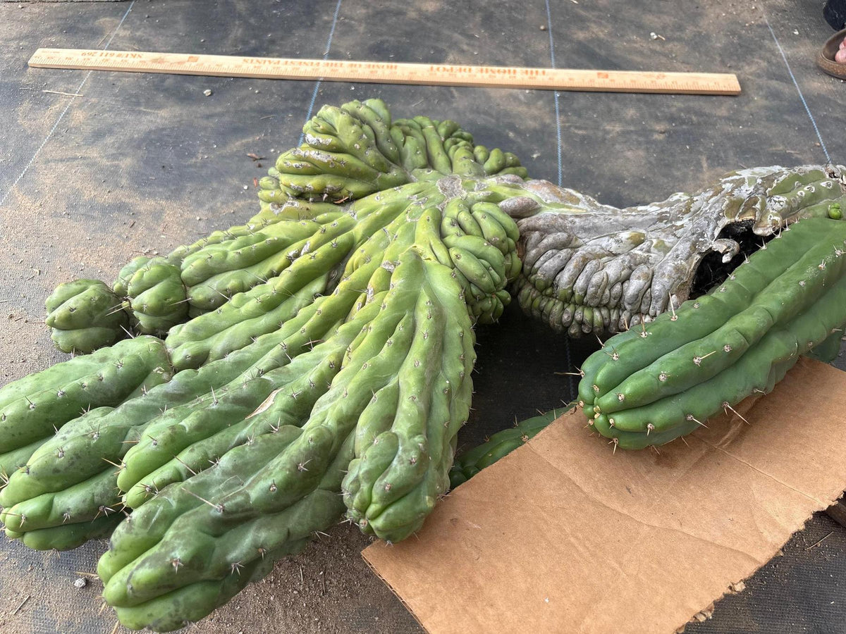 #EC126 EXACT Trichocereus GIANT Pachanoi Crested San Pedro Cactus Cuttings-Cactus - Big-The Succulent Source