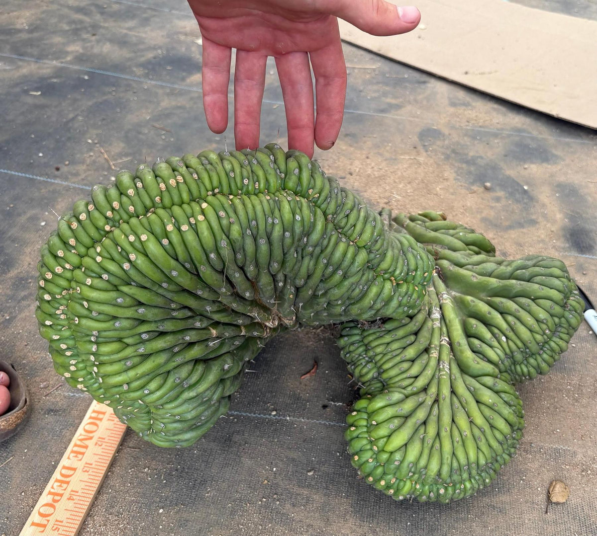 #EC126 EXACT Trichocereus GIANT Pachanoi Crested San Pedro Cactus Cuttings-Cactus - Big-The Succulent Source