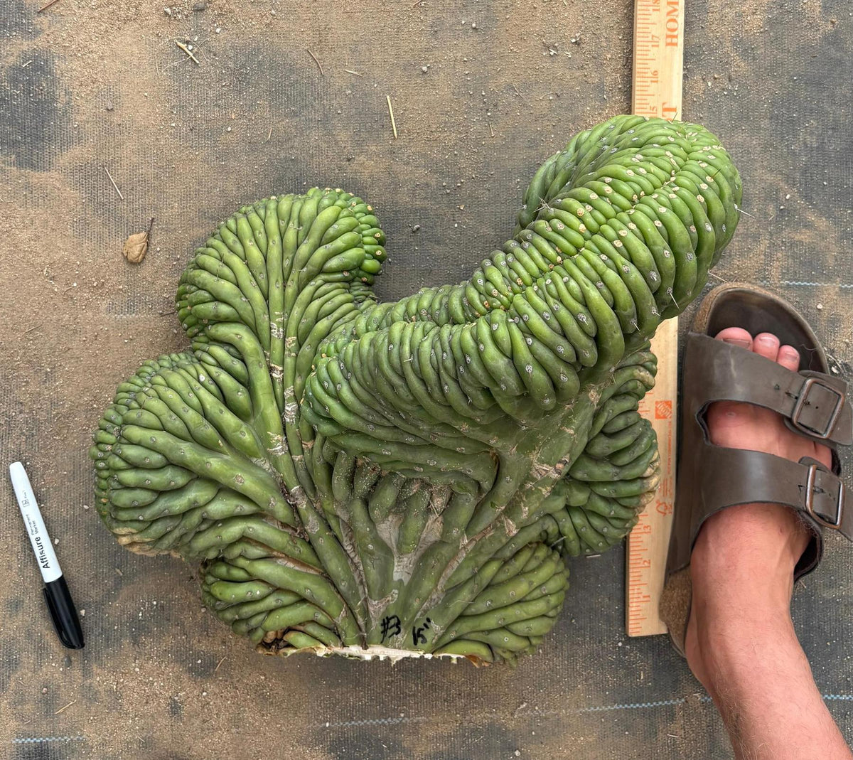 #EC126 EXACT Trichocereus GIANT Pachanoi Crested San Pedro Cactus Cuttings-Cactus - Big-The Succulent Source