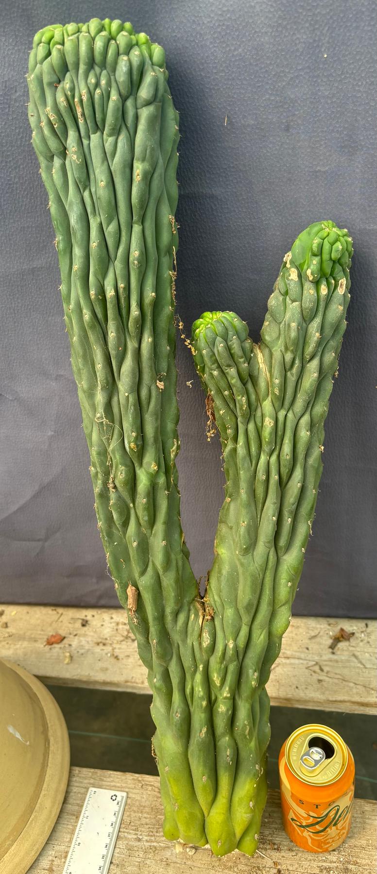 #EC126 EXACT Trichocereus Pachanoi Crested Cactus Cutting 27”-Cactus - Large - Exact-The Succulent Source
