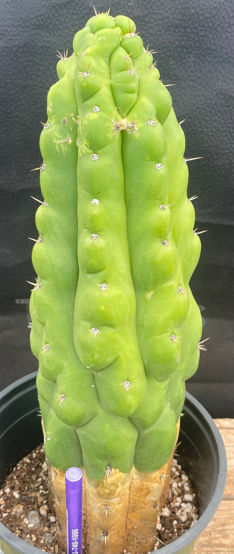 #EC126 EXACT Trichocereus Pachanoi Monstrose BUTT Cactus 12.5”