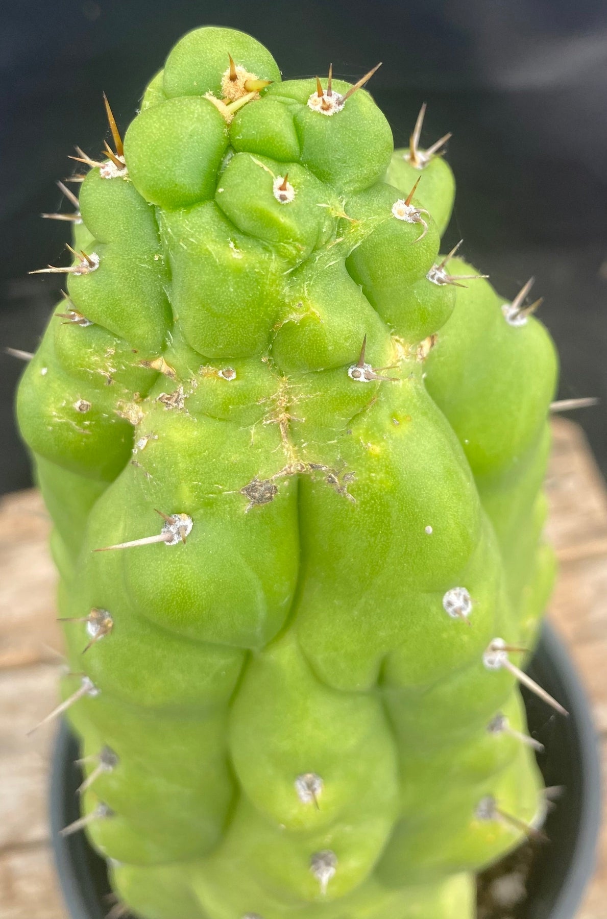 #EC126 EXACT Trichocereus Pachanoi Monstrose BUTT Cactus 12.5”-Cactus - Large - Exact-The Succulent Source