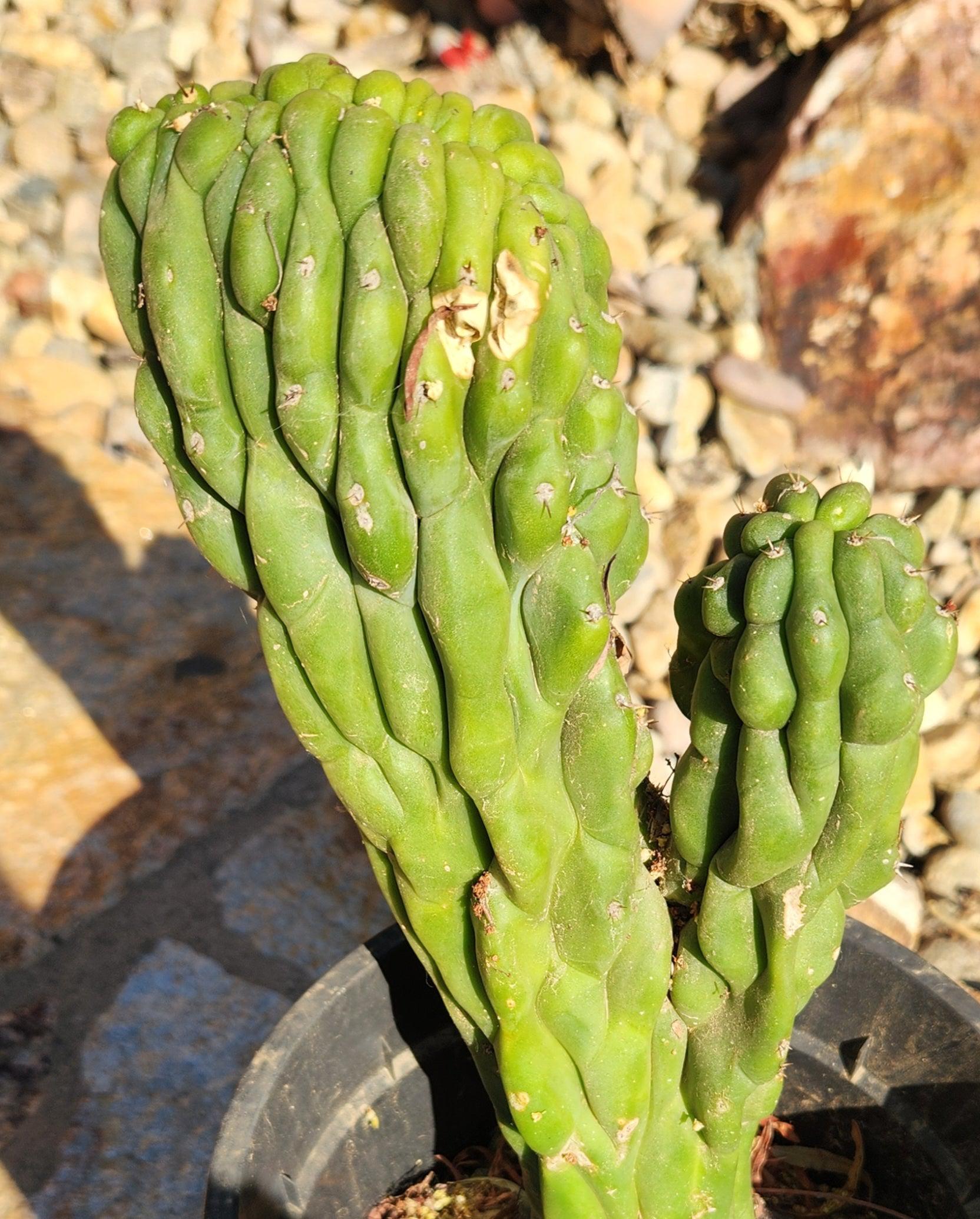 #EC126 EXACT Trichocereus Pachanoi Monstrose TPM Crest Cactus 11.5”-Cactus - Large - Exact-The Succulent Source