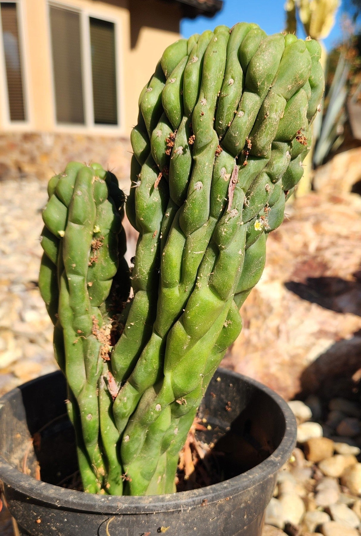 #EC126 EXACT Trichocereus Pachanoi Monstrose TPM Crest Cactus 11.5”-Cactus - Large - Exact-The Succulent Source