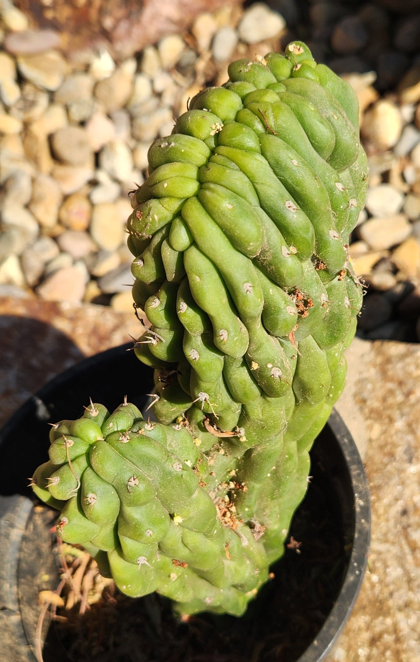 #EC126 EXACT Trichocereus Pachanoi Monstrose TPM Crest Cactus 11.5”-Cactus - Large - Exact-The Succulent Source