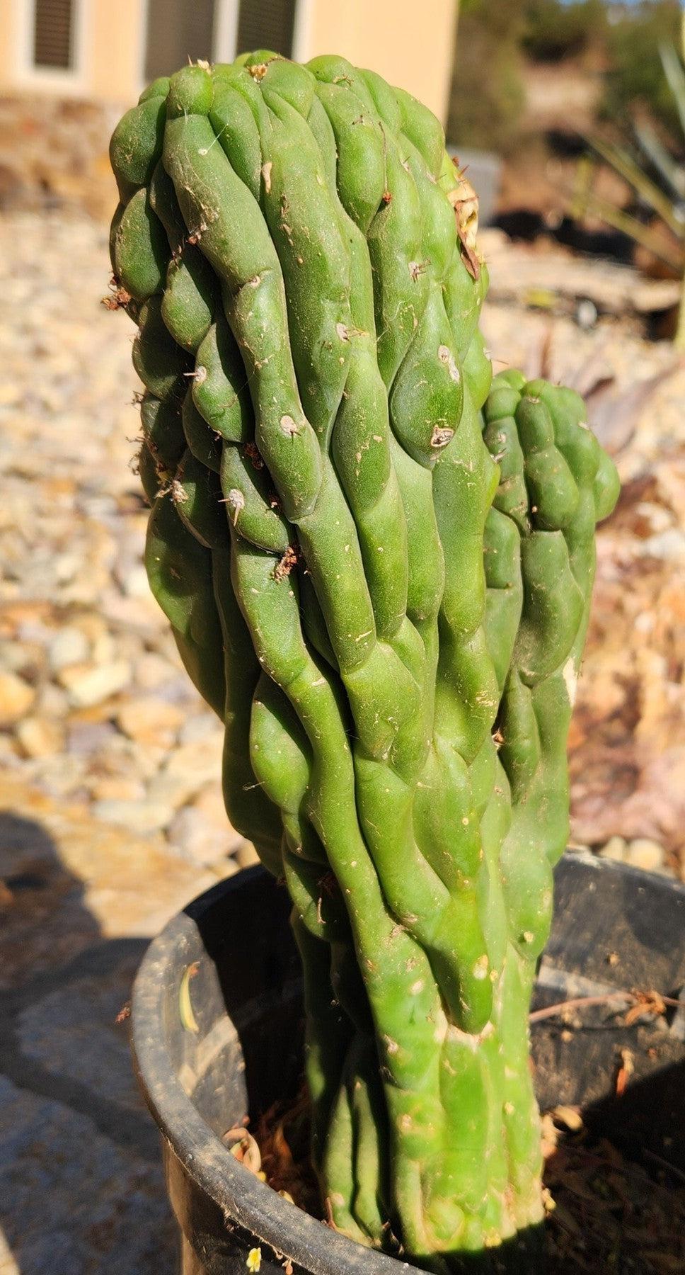 #EC126 EXACT Trichocereus Pachanoi Monstrose TPM Crest Cactus 11.5”-Cactus - Large - Exact-The Succulent Source