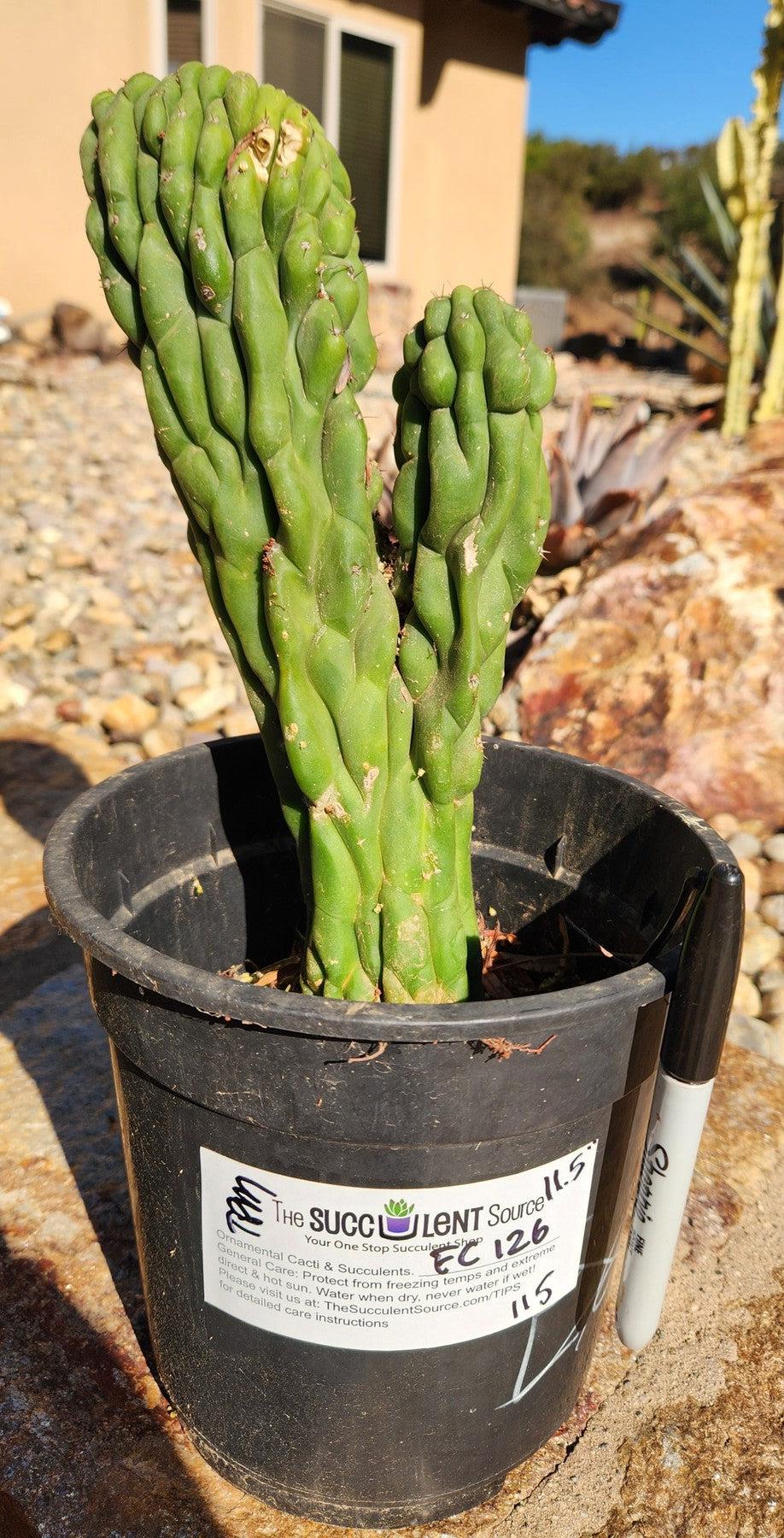 #EC126 EXACT Trichocereus Pachanoi Monstrose TPM Crest Cactus 11.5”-Cactus - Large - Exact-The Succulent Source