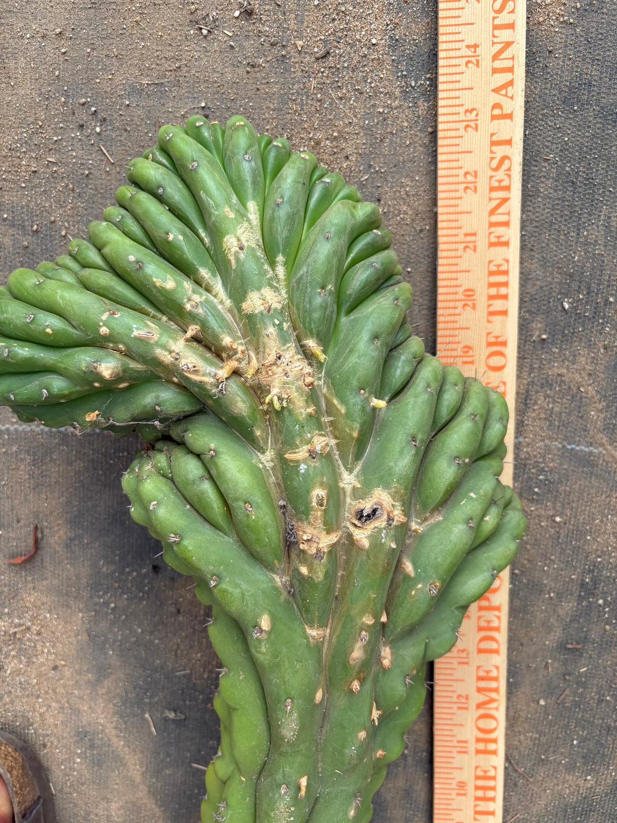 #EC127 EXACT LONG Trichocereus Pachanoi Monstrose Crested TPMCactus Cuttings-Cactus - Large - Exact-The Succulent Source