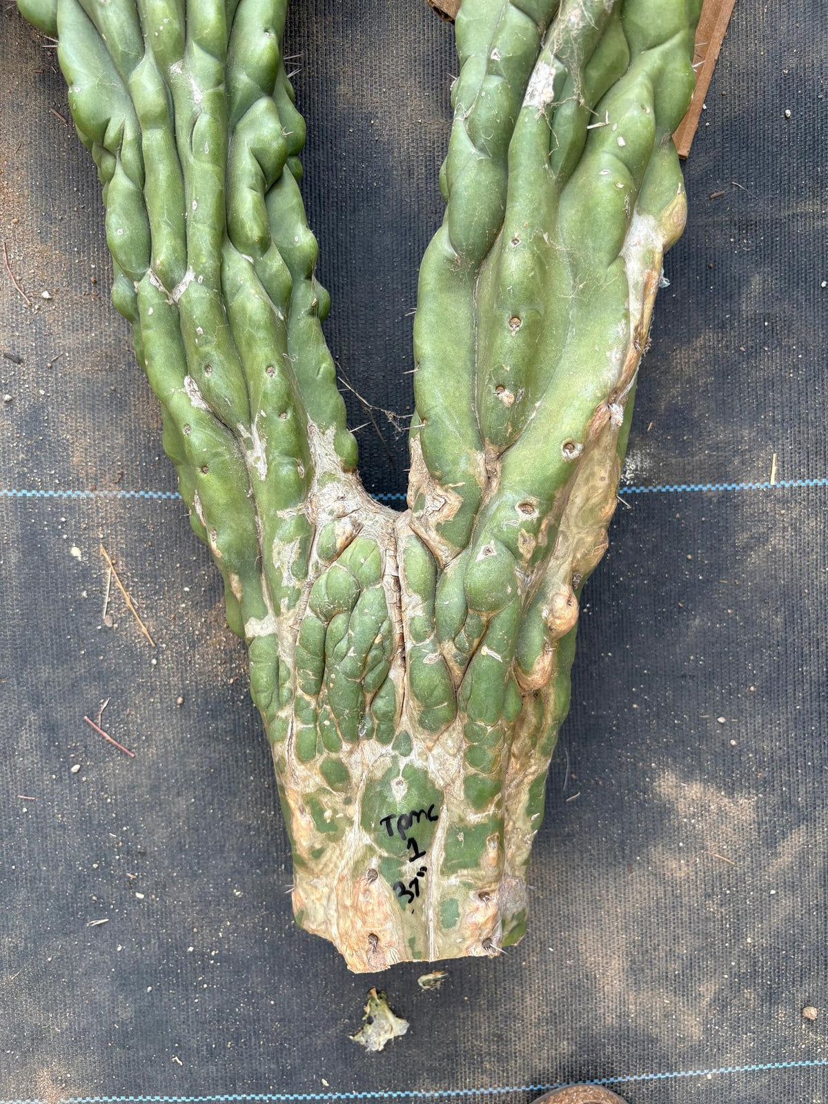 #EC127 EXACT LONG Trichocereus Pachanoi Monstrose Crested TPMCactus Cuttings-Cactus - Large - Exact-The Succulent Source