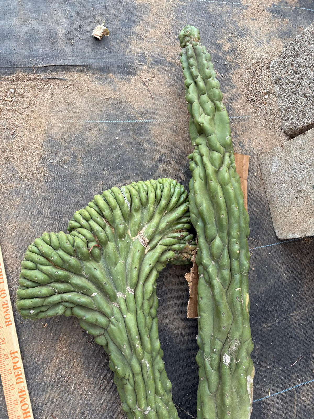 #EC127 EXACT LONG Trichocereus Pachanoi Monstrose Crested TPMCactus Cuttings-Cactus - Large - Exact-The Succulent Source