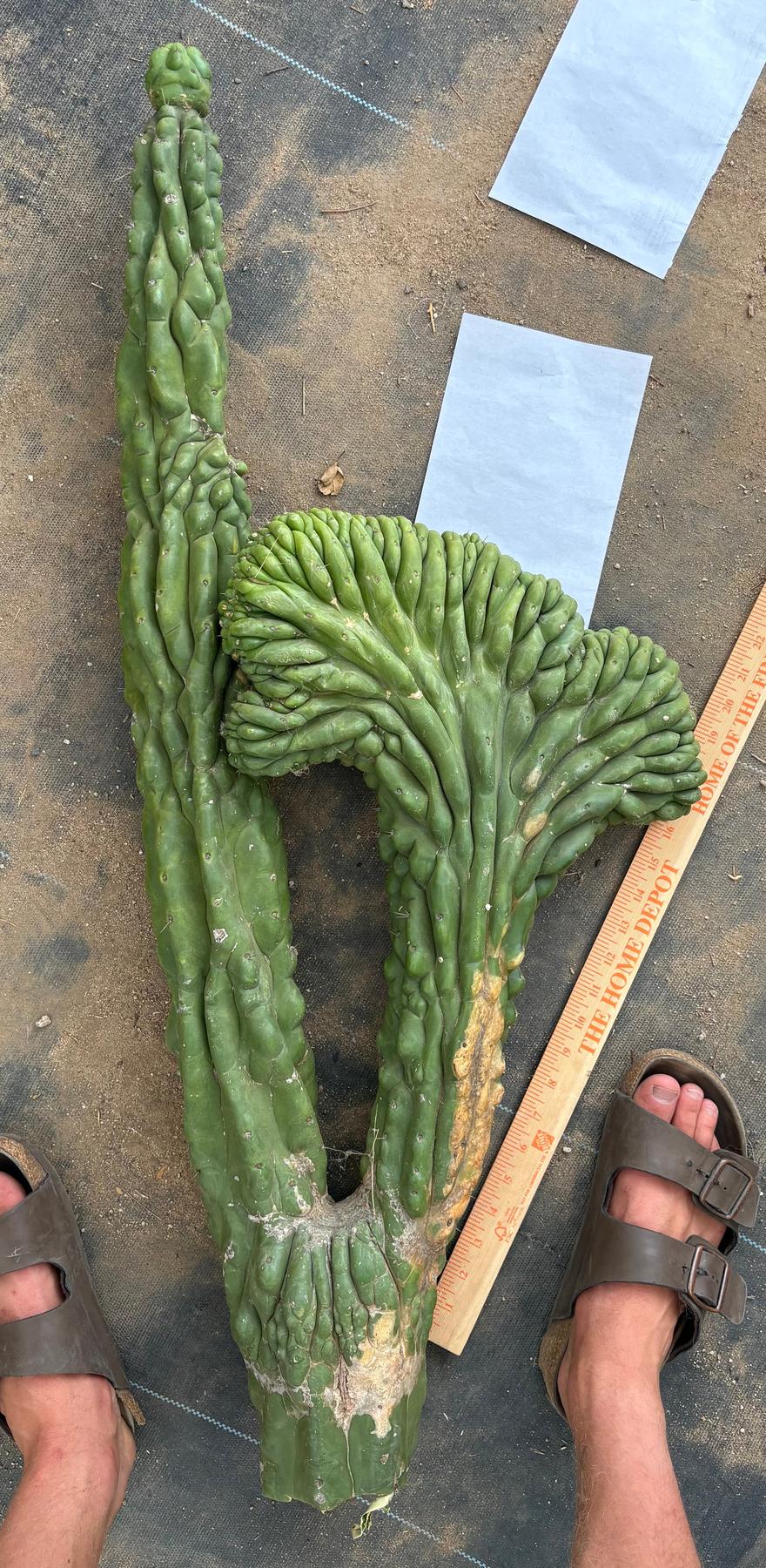 #EC127 EXACT LONG Trichocereus Pachanoi Monstrose Crested TPMCactus Cuttings-Cactus - Large - Exact-The Succulent Source