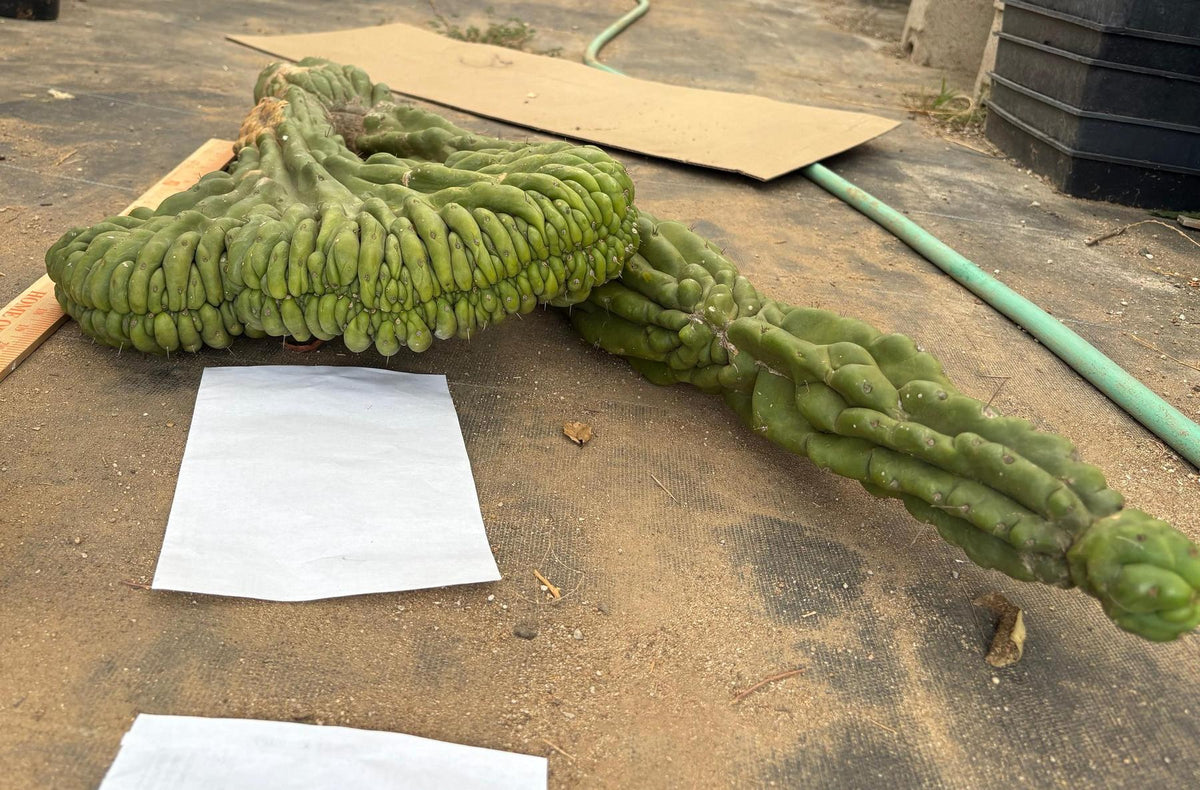 #EC127 EXACT LONG Trichocereus Pachanoi Monstrose Crested TPMCactus Cuttings-Cactus - Large - Exact-The Succulent Source