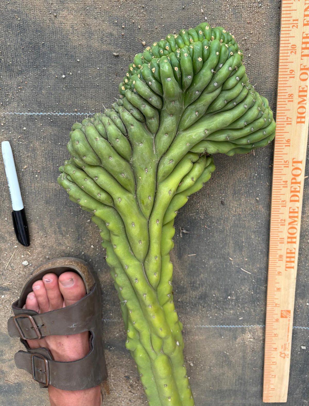 #EC127 EXACT LONG Trichocereus Pachanoi Monstrose Crested TPMCactus Cuttings-Cactus - Large - Exact-The Succulent Source