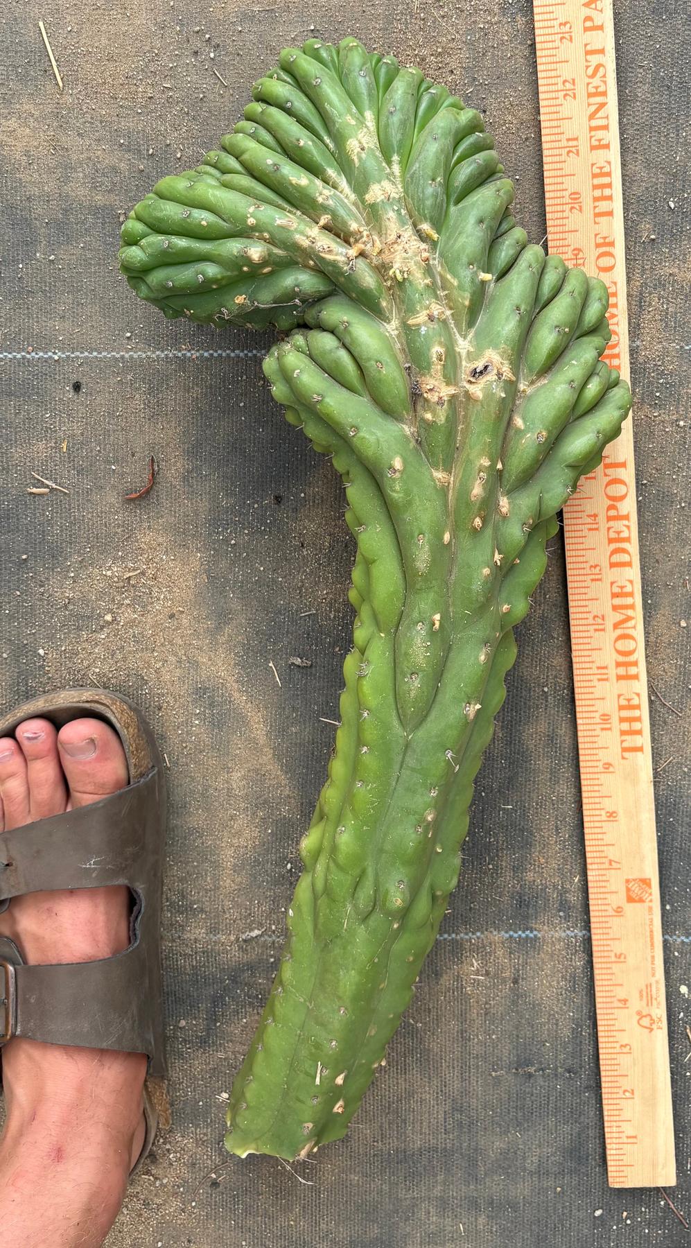 #EC127 EXACT LONG Trichocereus Pachanoi Monstrose Crested TPMCactus Cuttings-Cactus - Large - Exact-The Succulent Source
