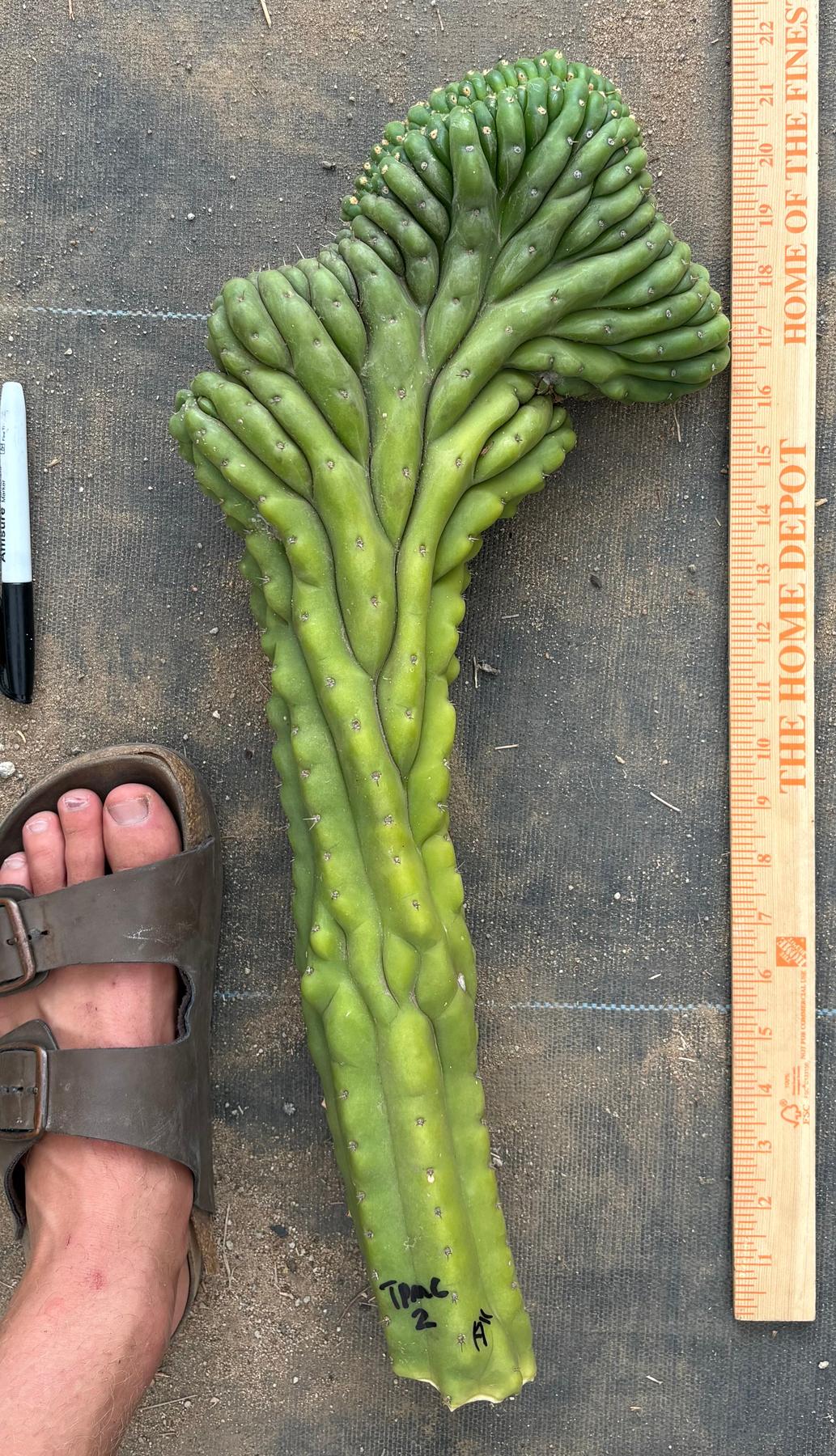 #EC127 EXACT LONG Trichocereus Pachanoi Monstrose Crested TPMCactus Cuttings-Cactus - Large - Exact-The Succulent Source