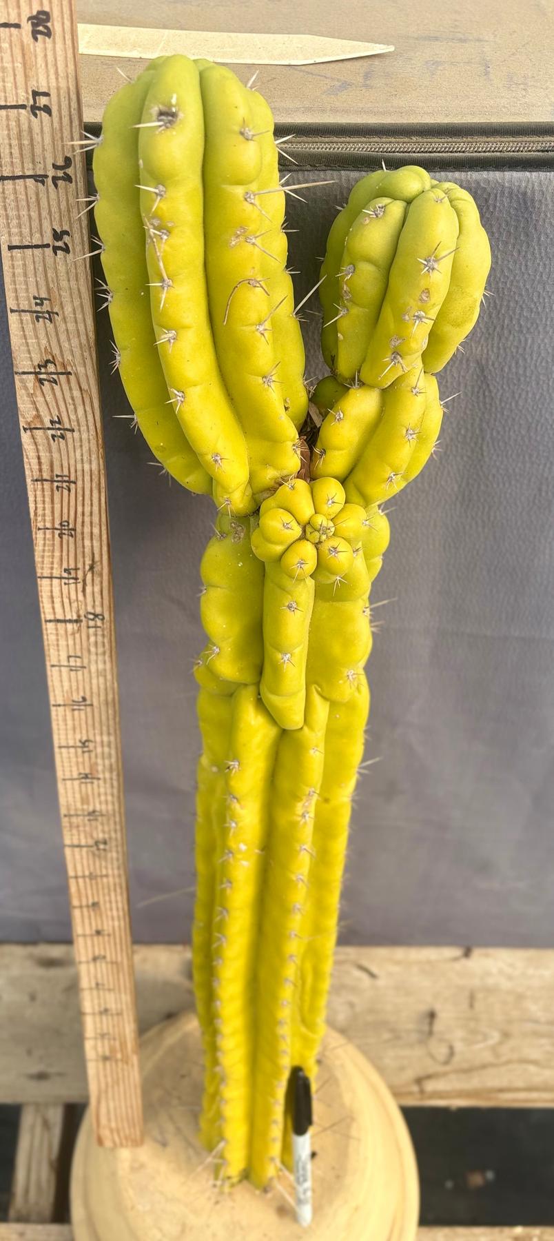 #EC127 EXACT LONG Trichocereus Pachanoi Monstrose TPM Cactus 27.5” TLC Cutting-Cactus - Large - Exact-The Succulent Source