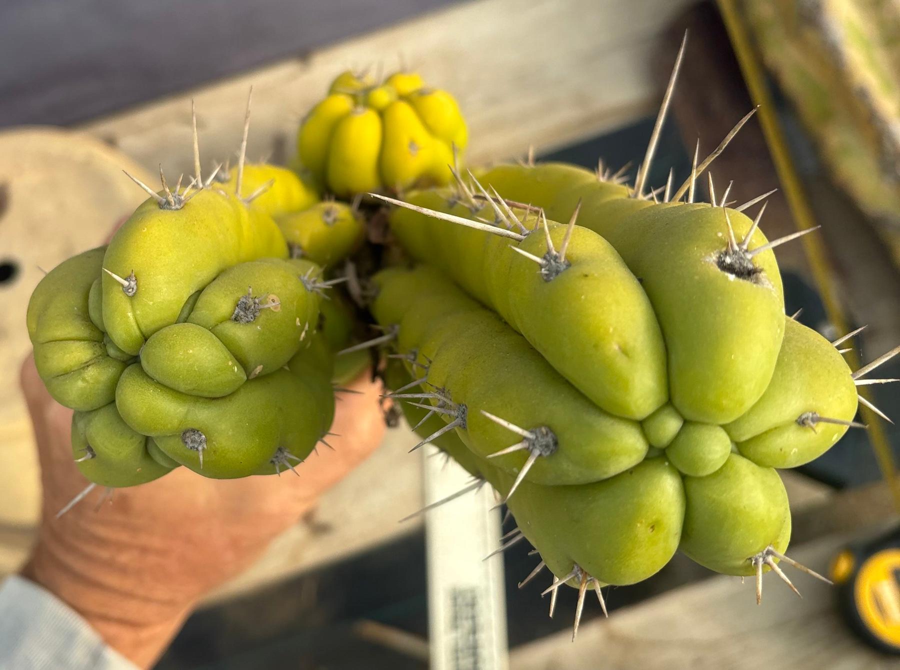 #EC127 EXACT LONG Trichocereus Pachanoi Monstrose TPM Cactus 27.5” TLC Cutting-Cactus - Large - Exact-The Succulent Source