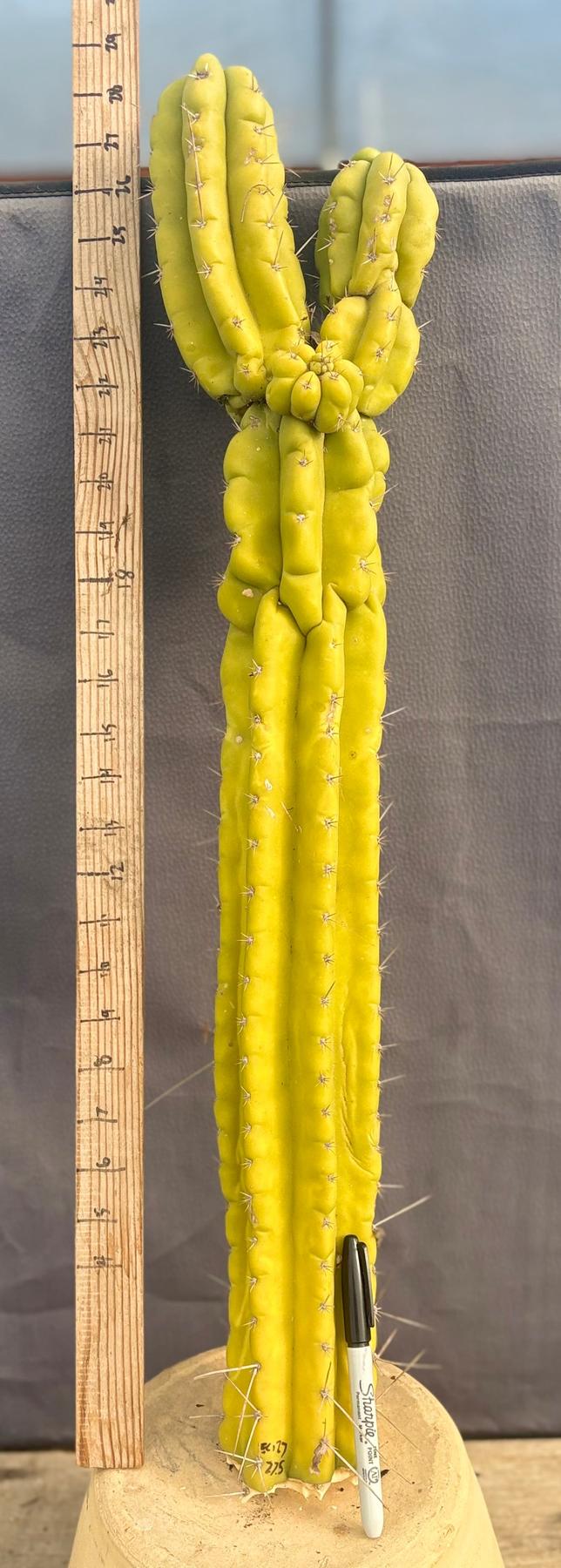 #EC127 EXACT LONG Trichocereus Pachanoi Monstrose TPM Cactus 27.5” TLC Cutting-Cactus - Large - Exact-The Succulent Source