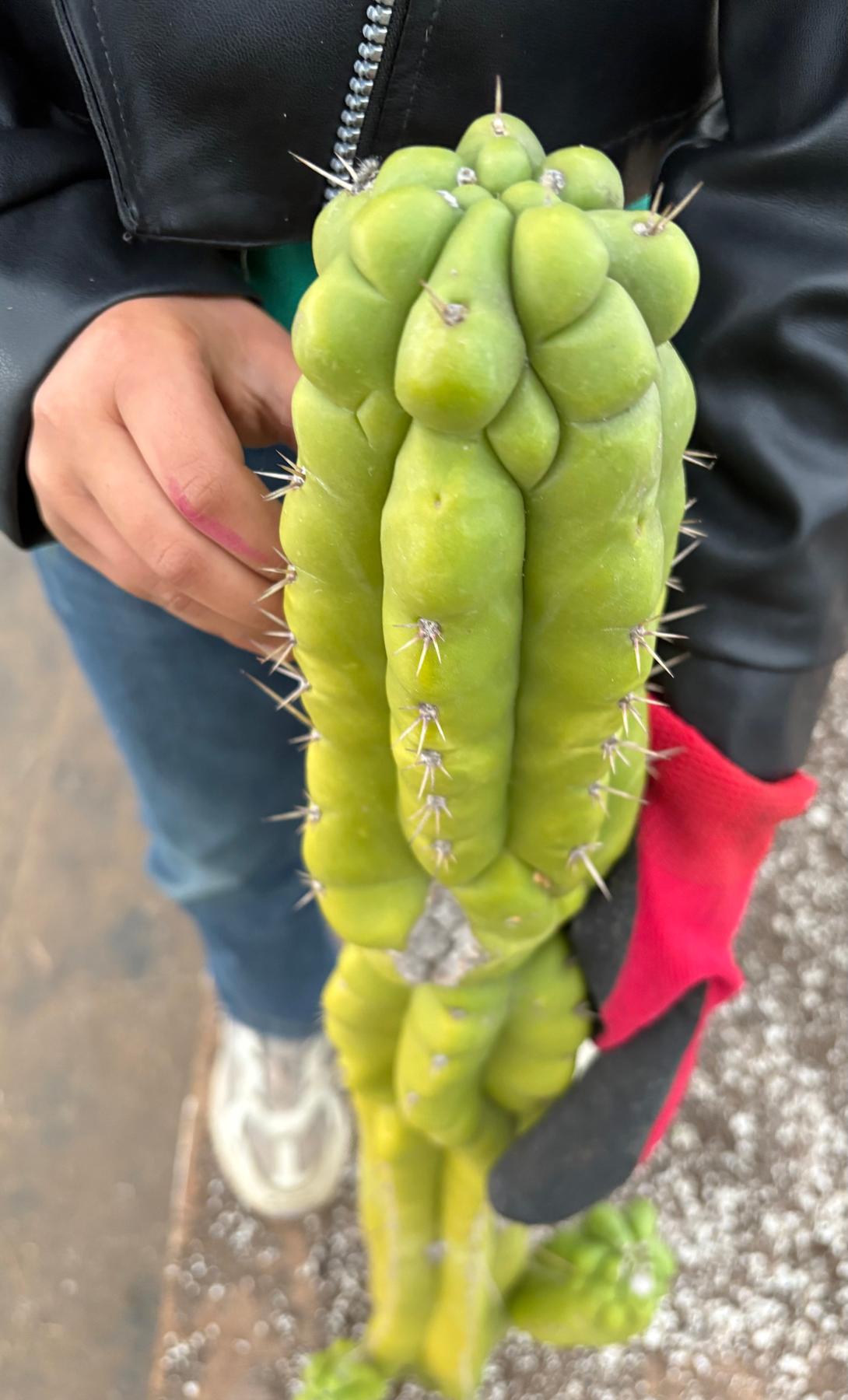#EC127 EXACT LONGGG Trichocereus Pachanoi Monstrose TPM Cactus 30” Cutting-Cactus - Large - Exact-The Succulent Source