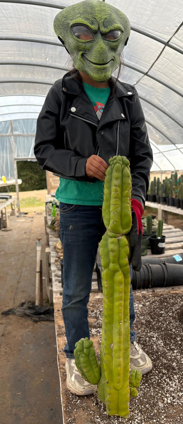 #EC127 EXACT LONGGG Trichocereus Pachanoi Monstrose TPM Cactus 30” Cutting-Cactus - Large - Exact-The Succulent Source