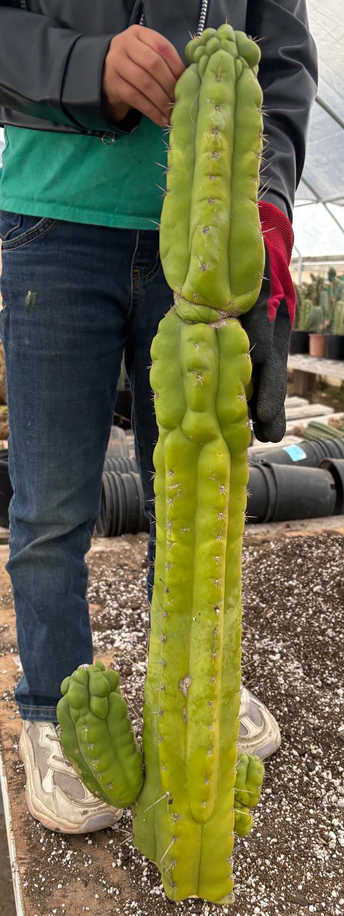 #EC127 EXACT LONGGG Trichocereus Pachanoi Monstrose TPM Cactus 30” Cutting-Cactus - Large - Exact-The Succulent Source