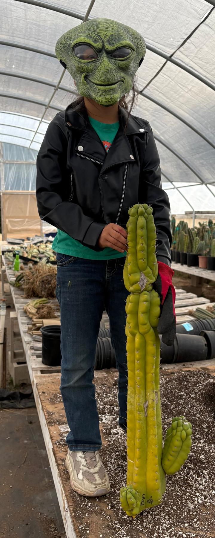 #EC127 EXACT LONGGG Trichocereus Pachanoi Monstrose TPM Cactus 30” Cutting-Cactus - Large - Exact-The Succulent Source