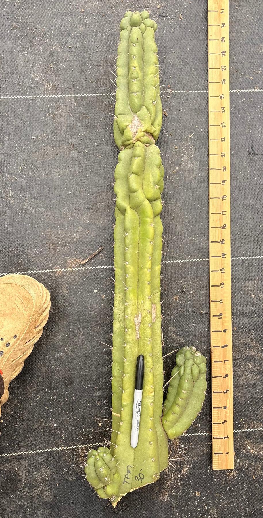 #EC127 EXACT LONG Trichocereus Pachanoi Monstrose TPM Cactus 30”+ Cutting-Cactus - Large - Exact-The Succulent Source