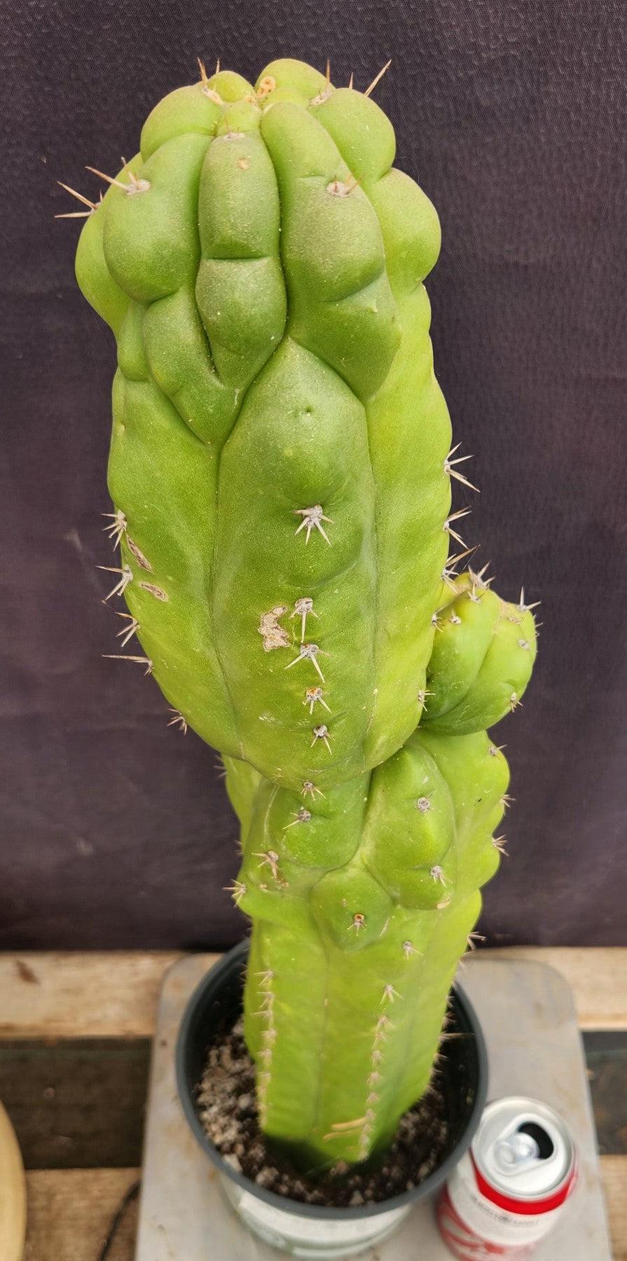 #EC127 EXACT Trichocereus Pachanoi "Monstrose" Cactus 22"-Cactus - Large - Exact-The Succulent Source