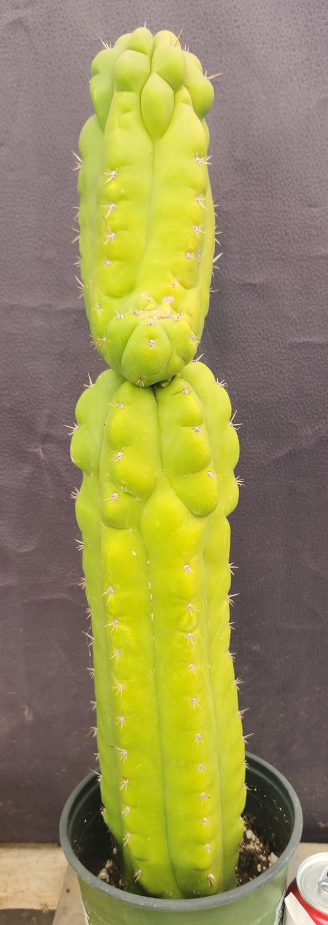 #EC127 EXACT Trichocereus Pachanoi "Monstrose" Cactus 22"-Cactus - Large - Exact-The Succulent Source