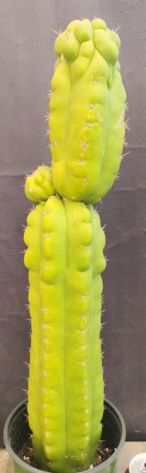 #EC127 EXACT Trichocereus Pachanoi "Monstrose" Cactus 22"-Cactus - Large - Exact-The Succulent Source