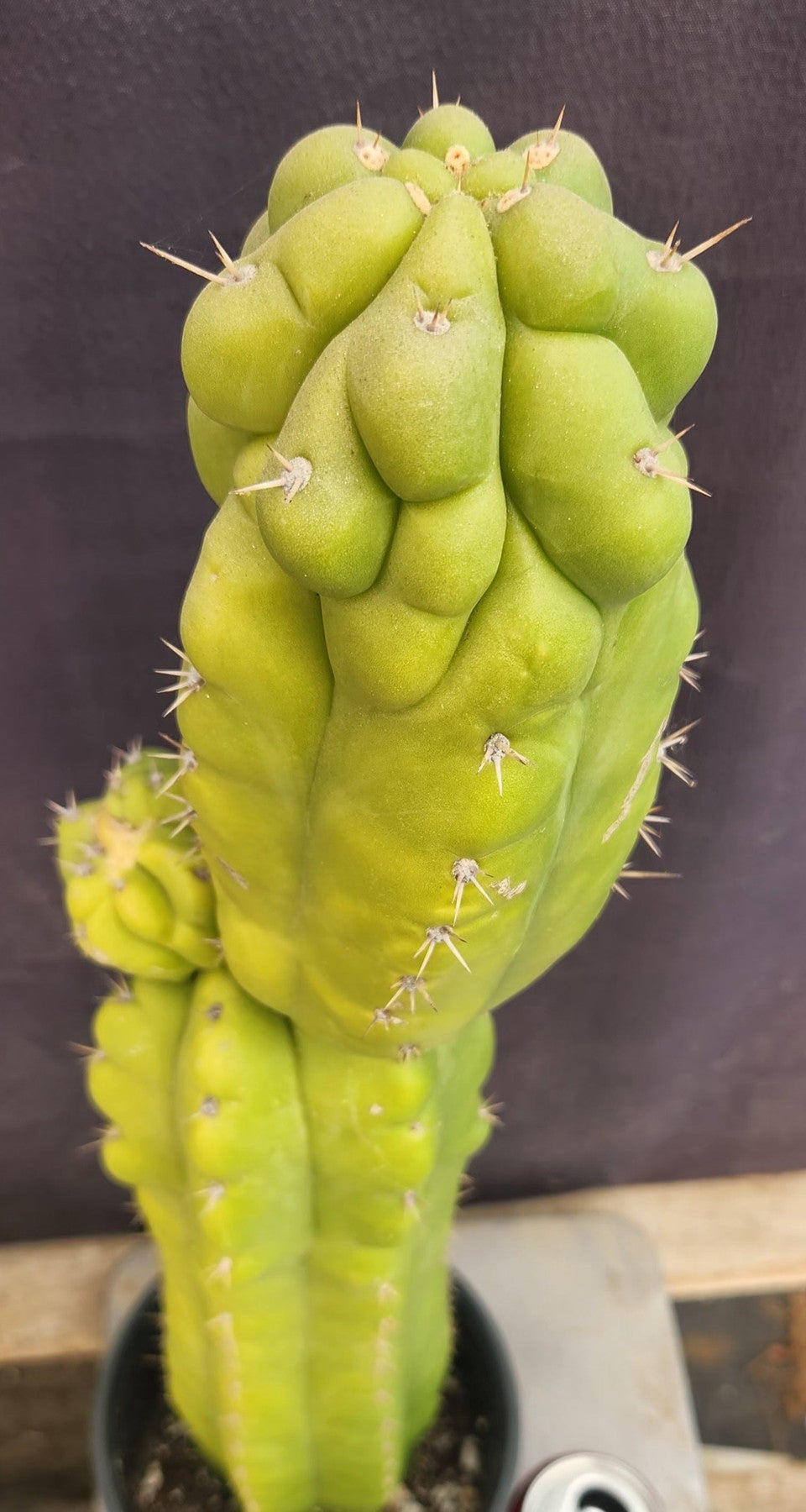 #EC127 EXACT Trichocereus Pachanoi "Monstrose" Cactus 22"-Cactus - Large - Exact-The Succulent Source