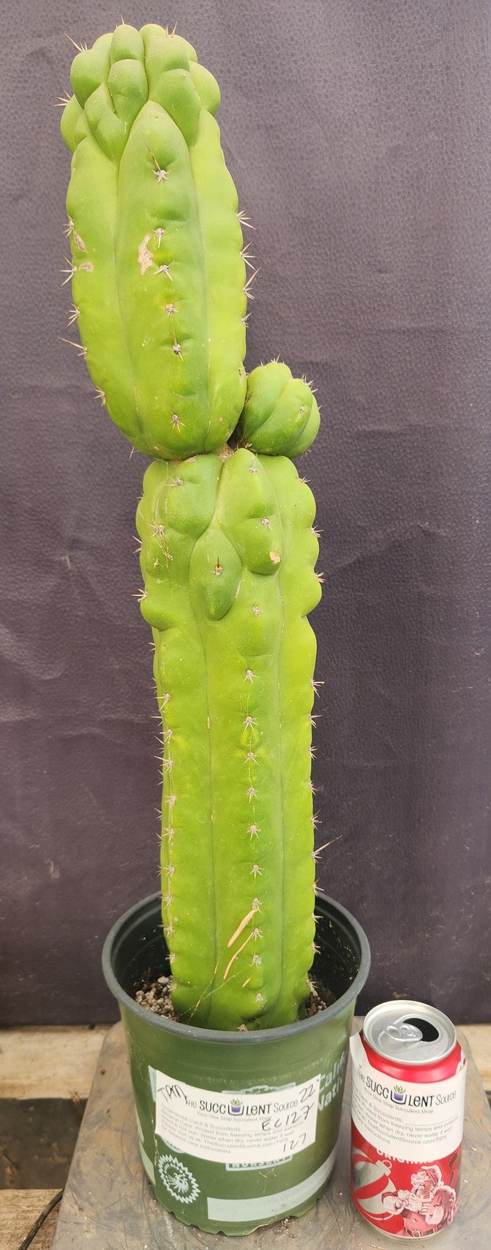 #EC127 EXACT Trichocereus Pachanoi "Monstrose" Cactus 22"-Cactus - Large - Exact-The Succulent Source