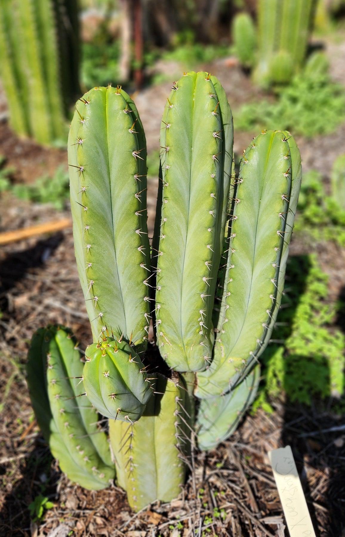 #EC128 EXACT Trichocereus Peruvianus Old Man Stand OMS Ornamental Cactus Cutting 7-8"-Cactus - Large - Exact-The Succulent Source