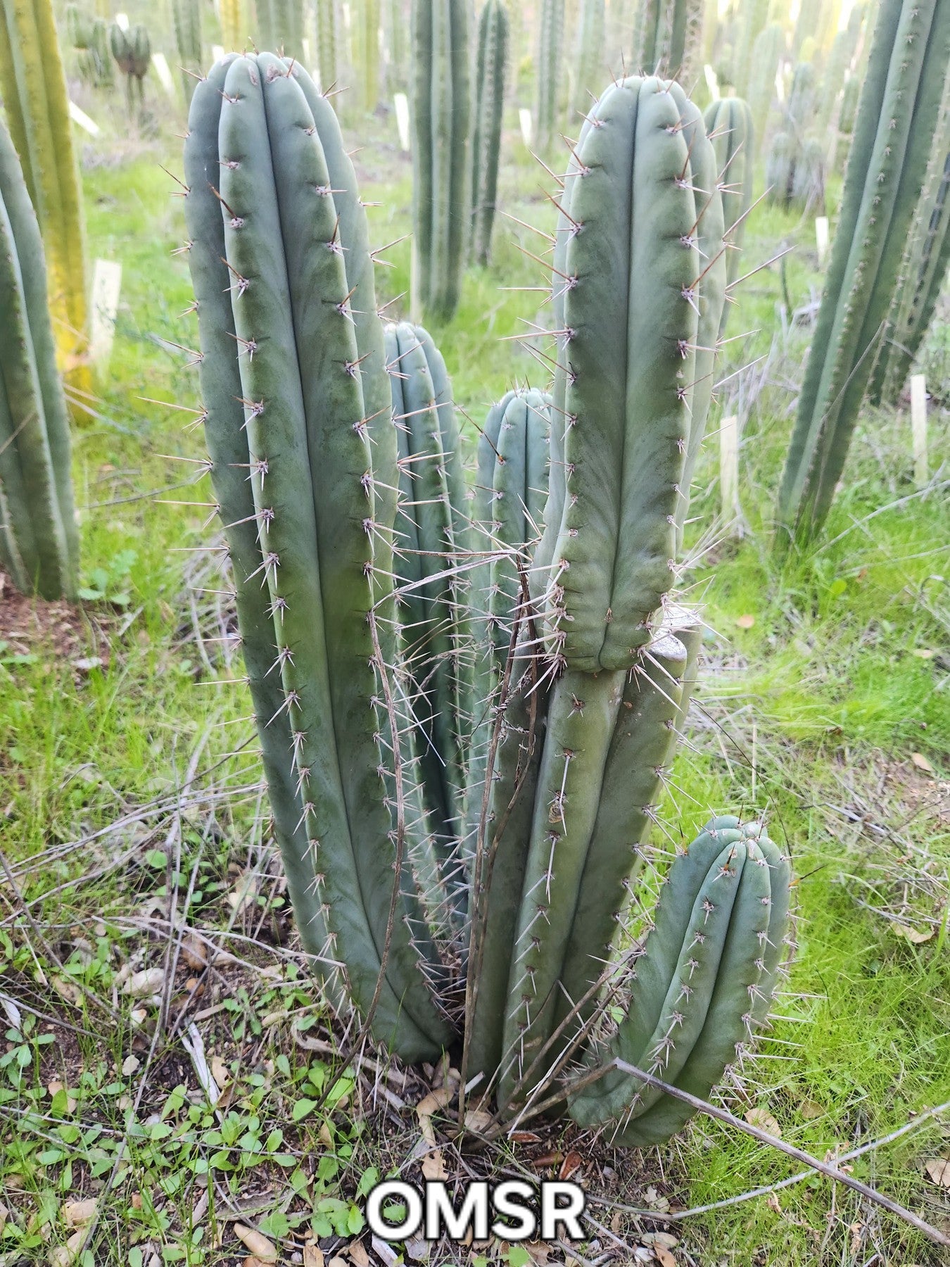 #EC128 EXACT Trichocereus Peruvianus Old Man Stand OMS Ornamental Cactus Cutting & Potted-Cactus - Large - Exact-The Succulent Source