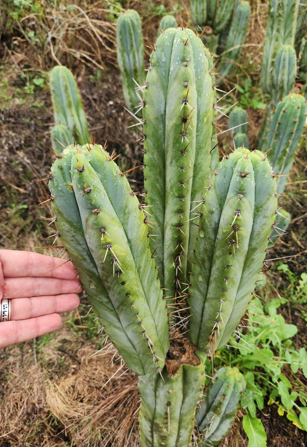 #EC128 EXACT Trichocereus Peruvianus Old Man Stand OMS Ornamental Cactus Cutting-Cactus - Large - Exact-The Succulent Source