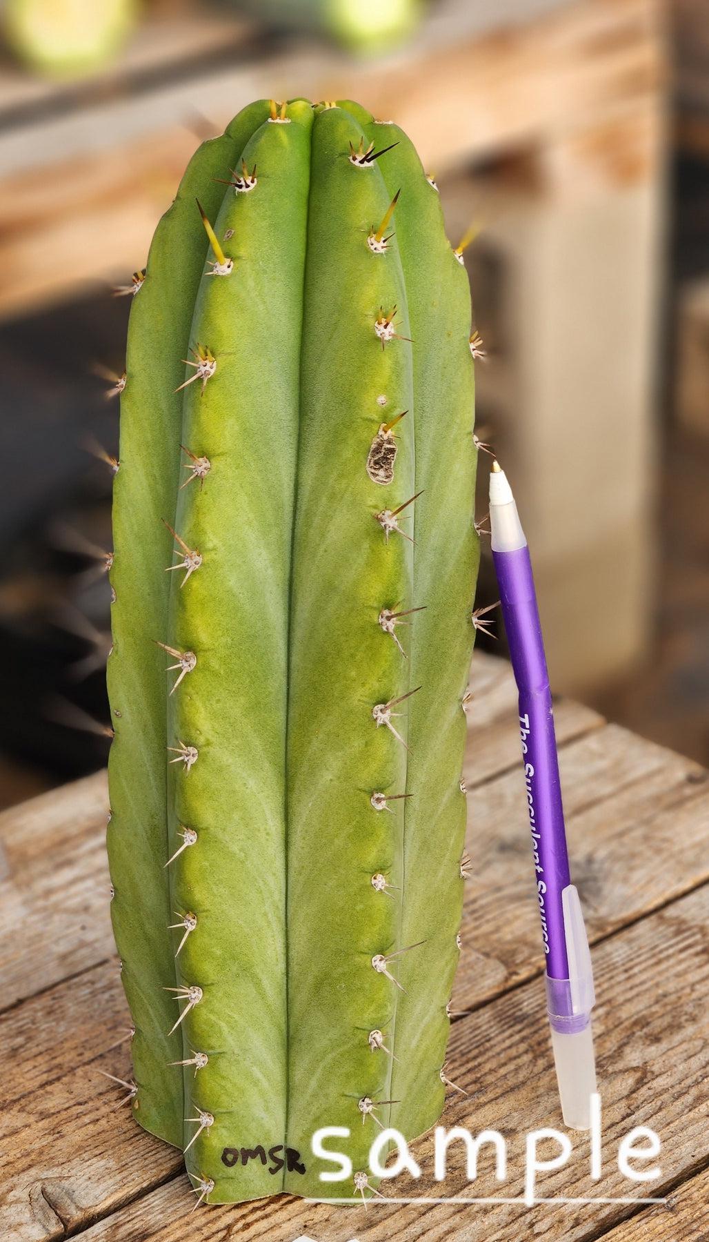 #EC128 EXACT Trichocereus Peruvianus Old Man Stand OMS Ornamental Cactus Cutting-Cactus - Large - Exact-The Succulent Source