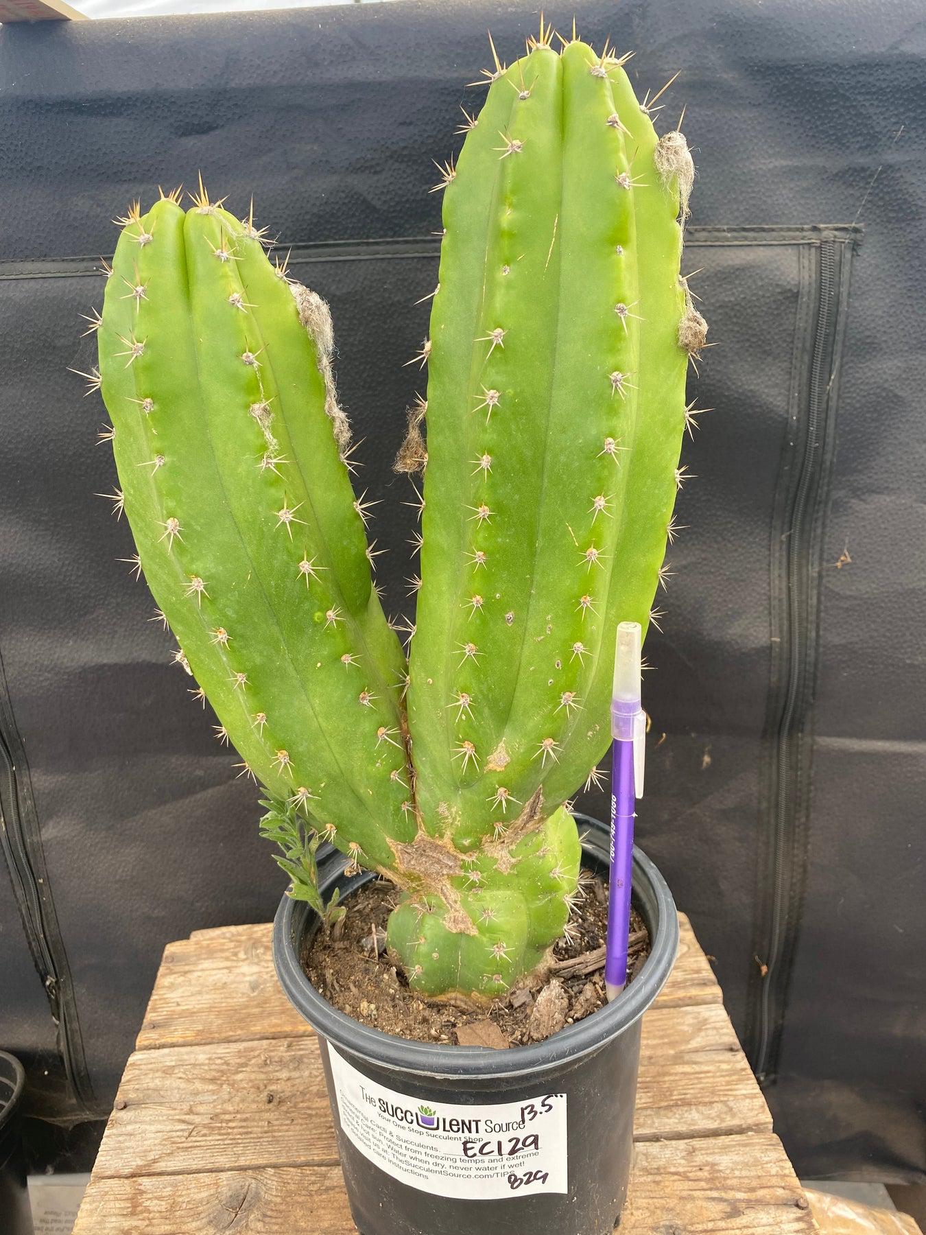 #EC129 EXACT Trichocereus Pachanoi "Jiimz Long Spine" Ornamental Cactus 13.5”-Cactus - Large - Exact-The Succulent Source