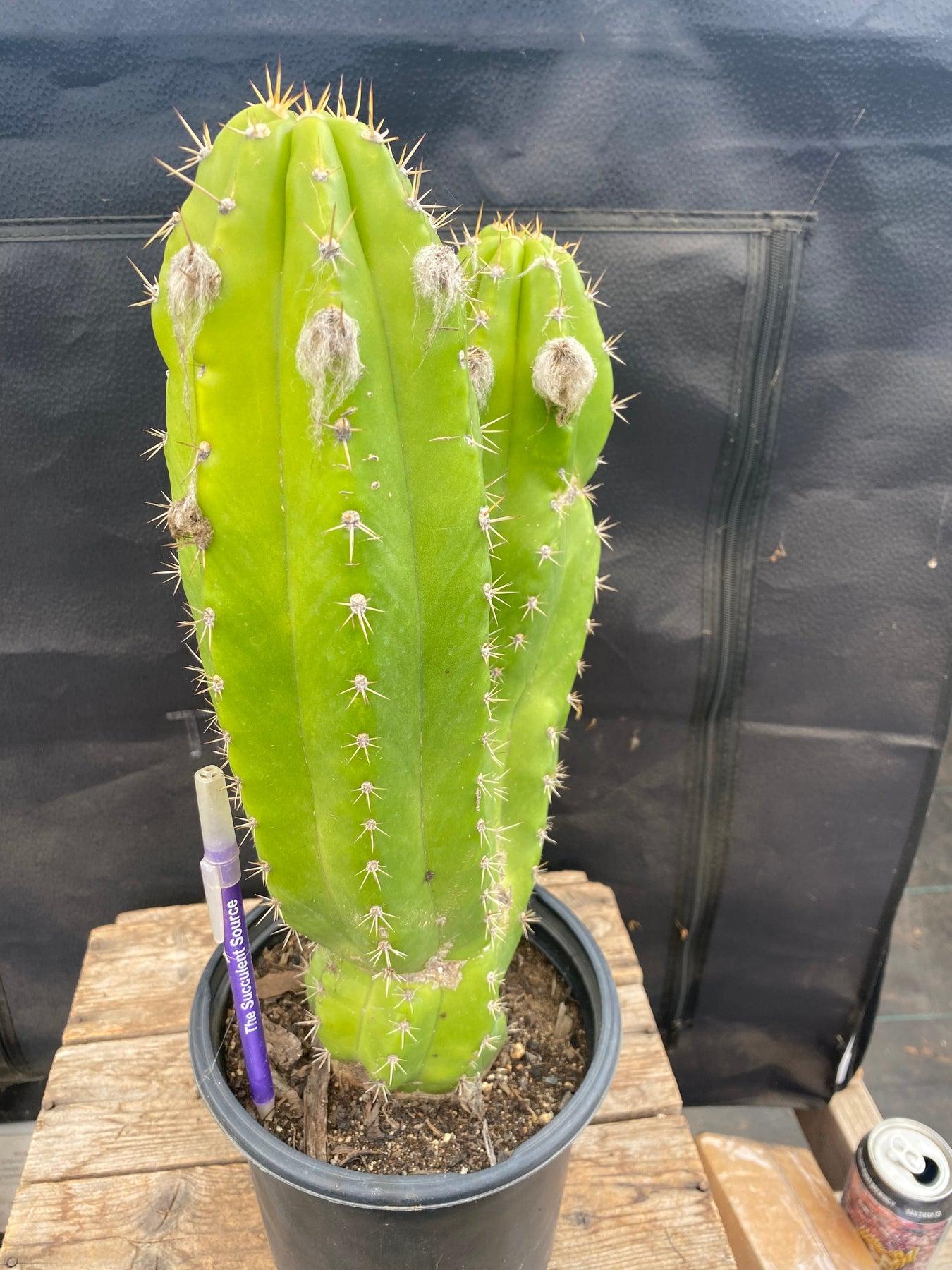 #EC129 EXACT Trichocereus Pachanoi "Jiimz Long Spine" Ornamental Cactus 13.5”-Cactus - Large - Exact-The Succulent Source