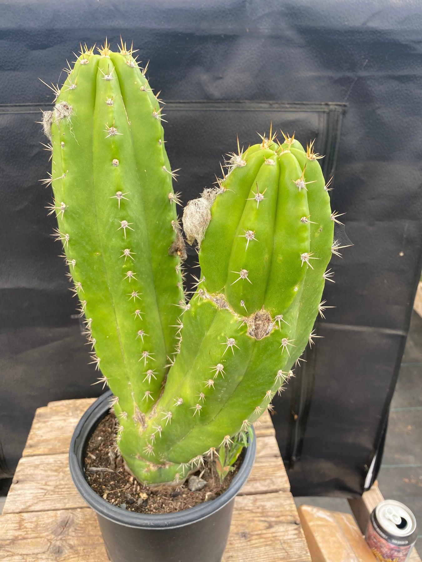 #EC129 EXACT Trichocereus Pachanoi "Jiimz Long Spine" Ornamental Cactus 13.5”-Cactus - Large - Exact-The Succulent Source