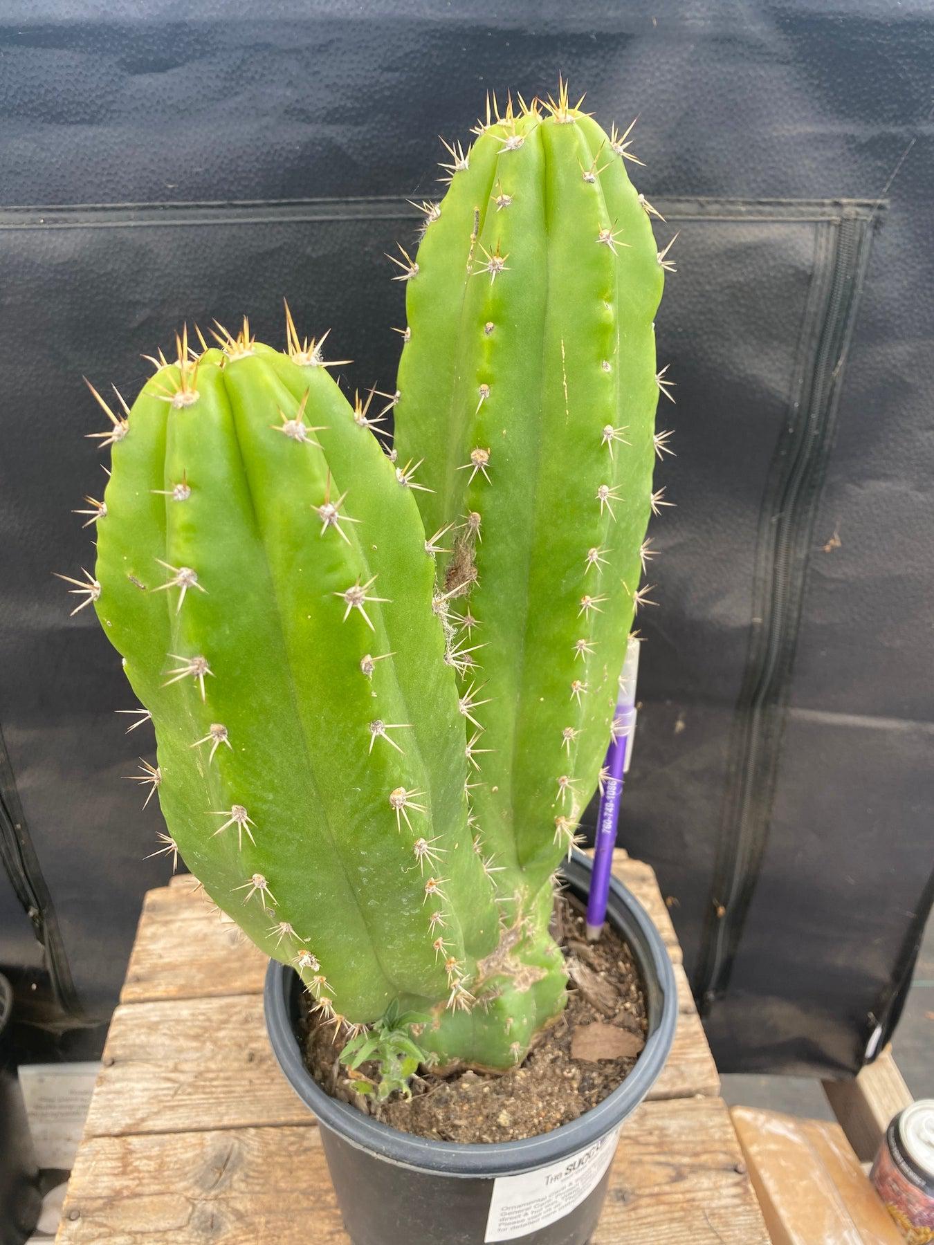 #EC129 EXACT Trichocereus Pachanoi "Jiimz Long Spine" Ornamental Cactus 13.5”-Cactus - Large - Exact-The Succulent Source