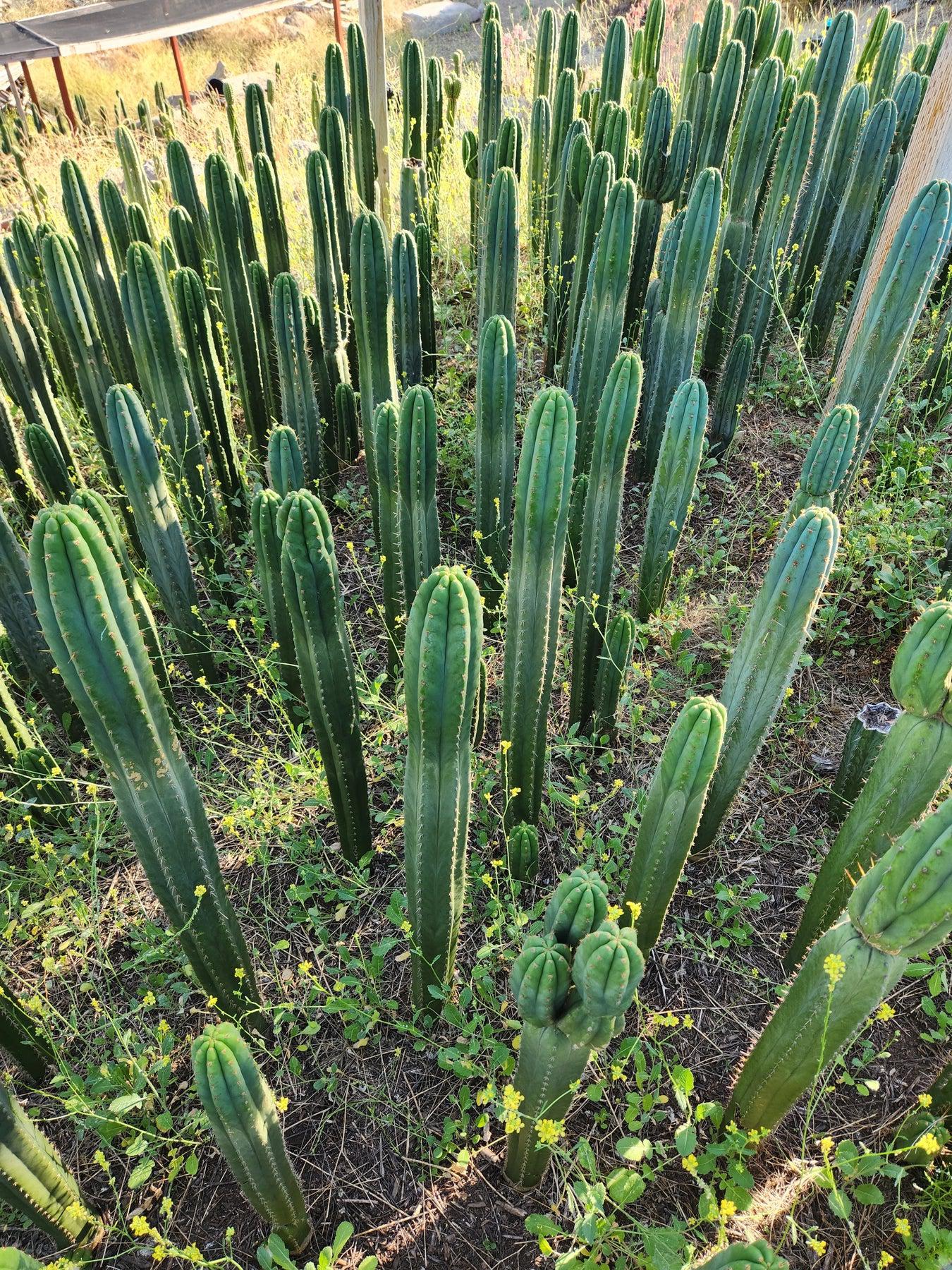 #EC13 EXACT Trichocereus Pachanoi "46" Cactus Potted 6-8"-Cactus - Large - Exact-The Succulent Source