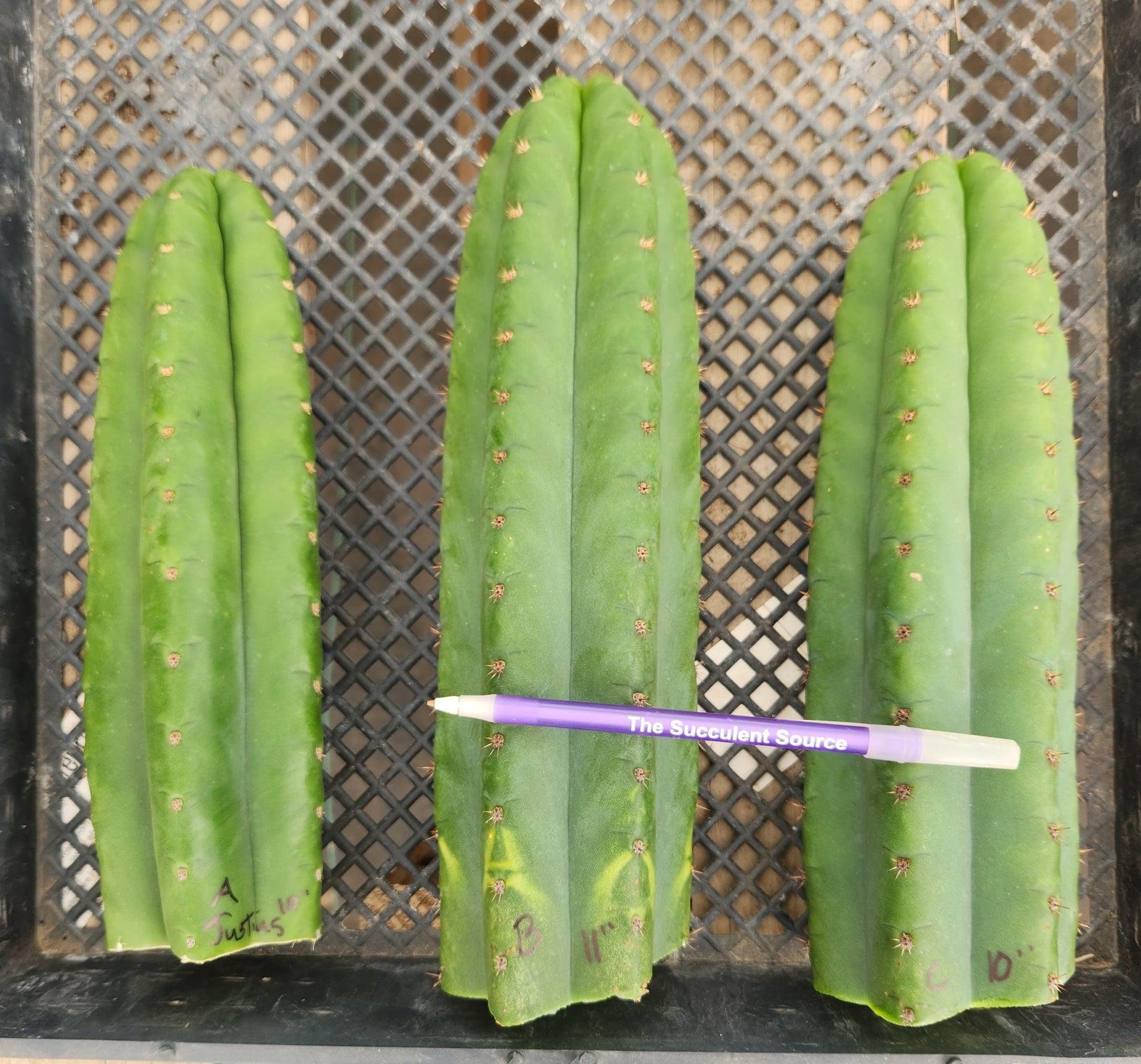 #EC13 EXACT Trichocereus Pachanoi "46" Cactus Potted & Cuttings-Cactus - Large - Exact-The Succulent Source