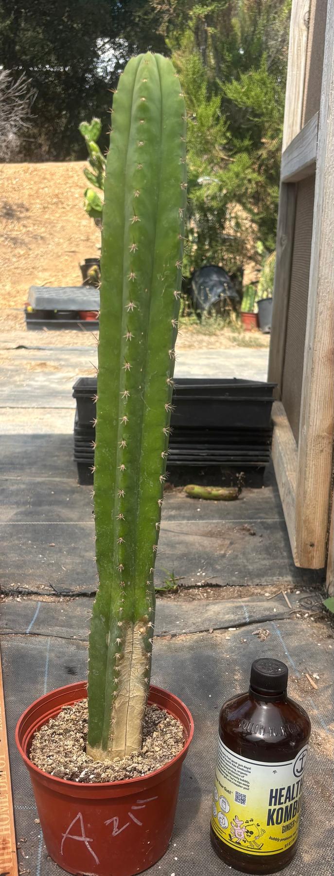 #EC13 EXACT Trichocereus Pachanoi #46 Cactus Potted & Cuttings-Cactus - Large - Exact-The Succulent Source